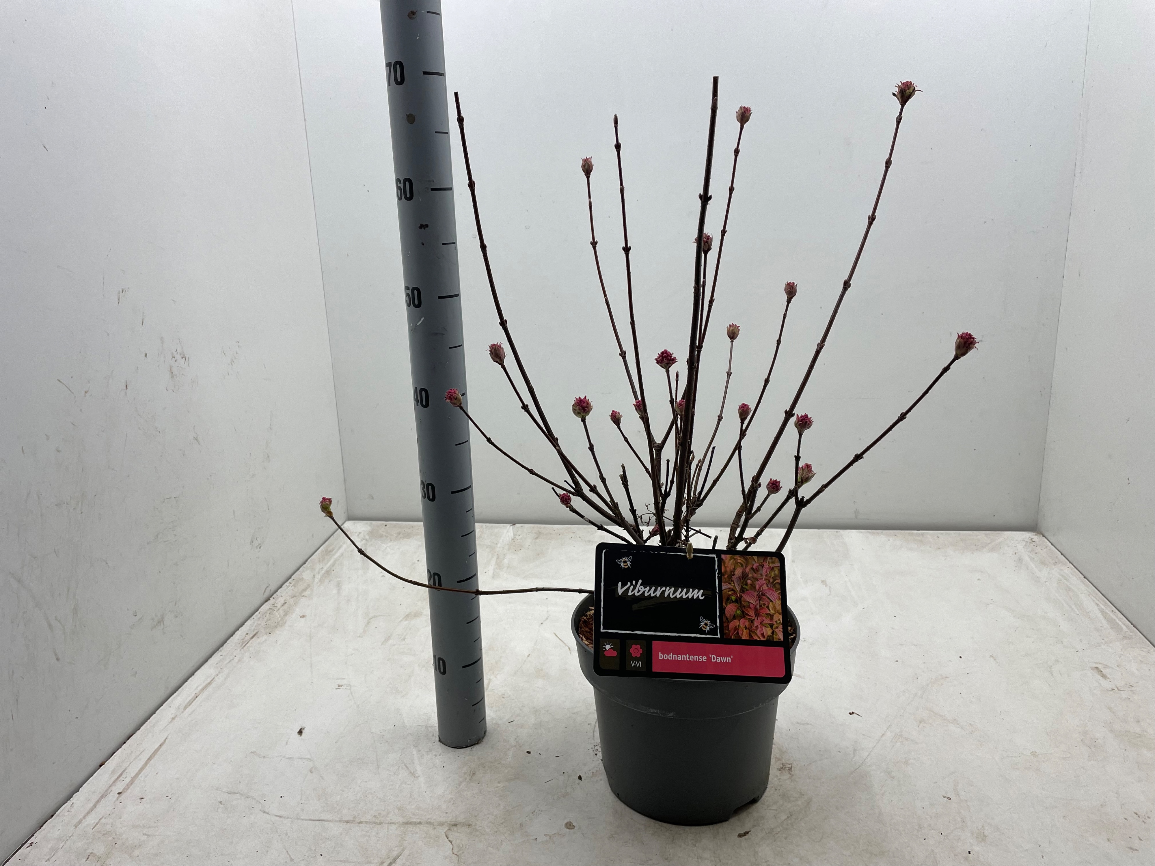 Viburnum bodnantense 'Dawn'