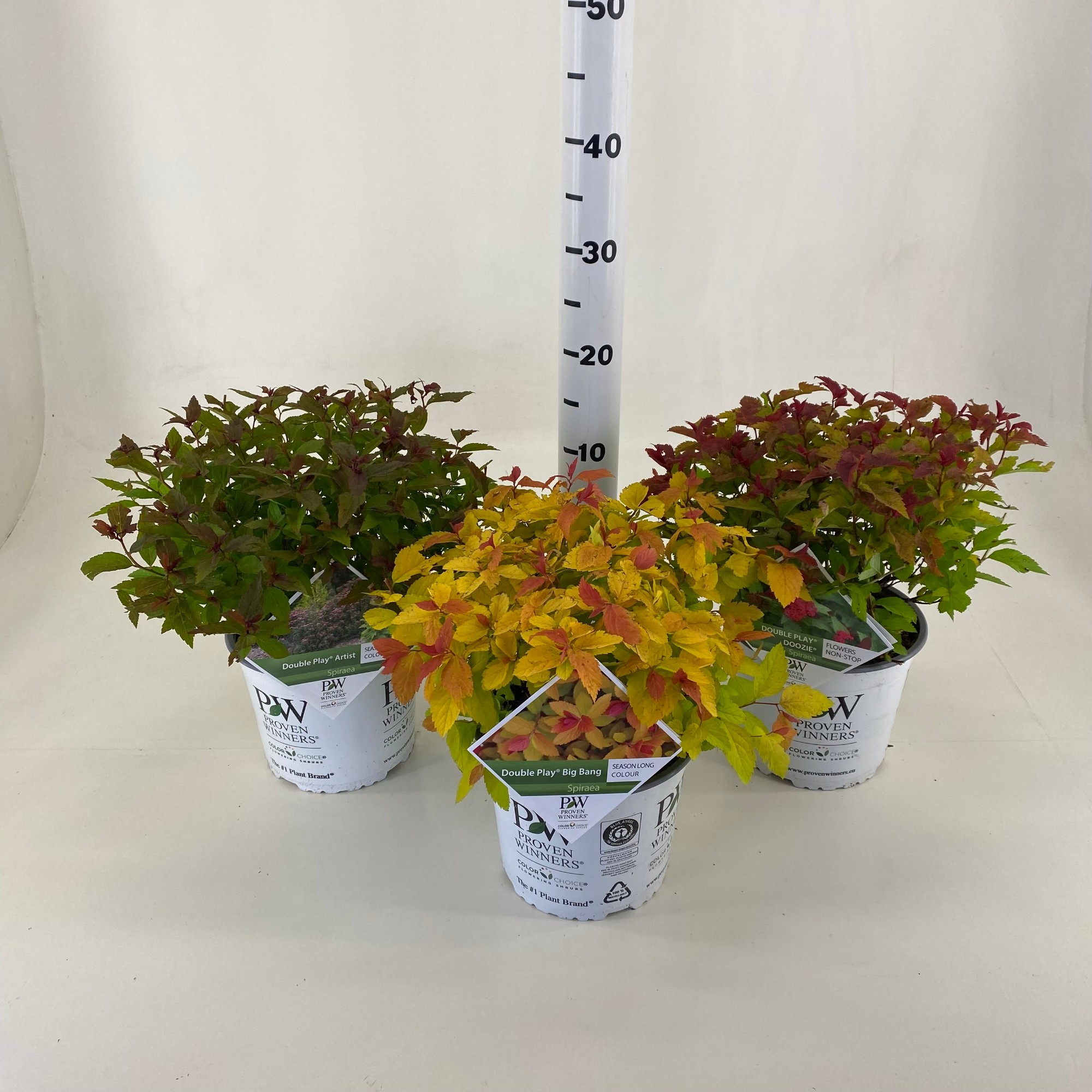 Picture of Spiraea Double Play ® mix