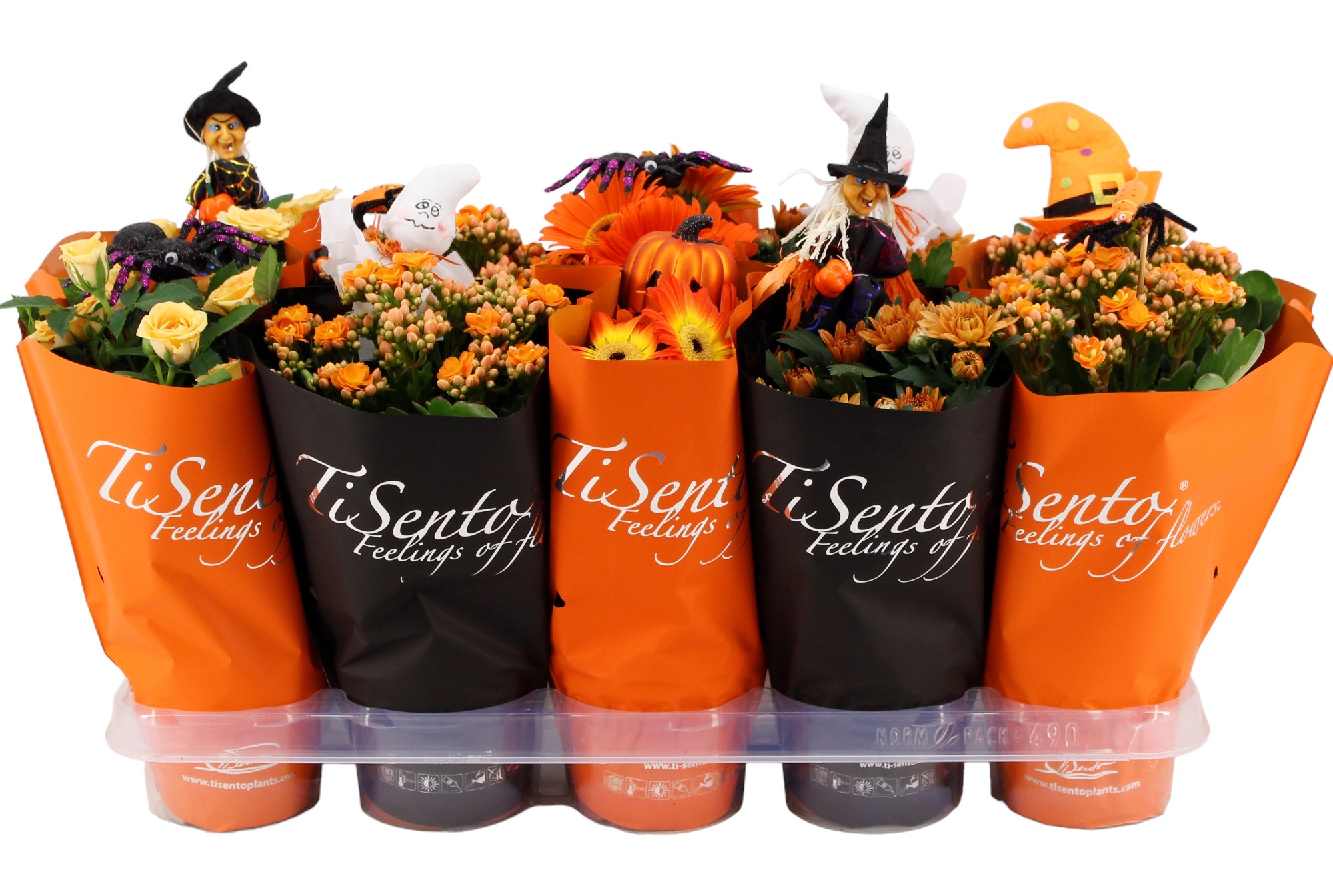 Picture of Houseplants flowering Halloween + Orange + picks in varieties P12 25CM