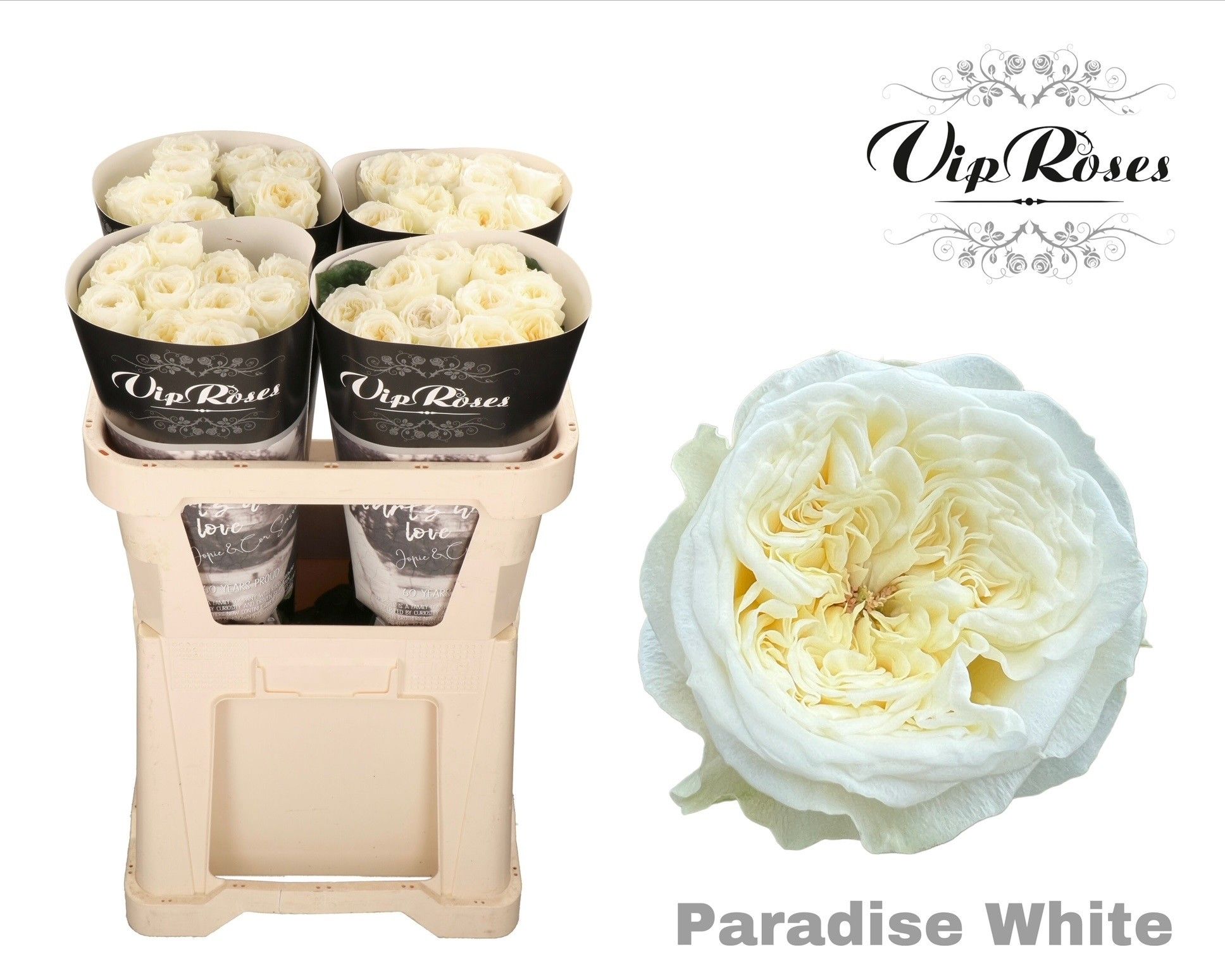 R Gr Paradise White