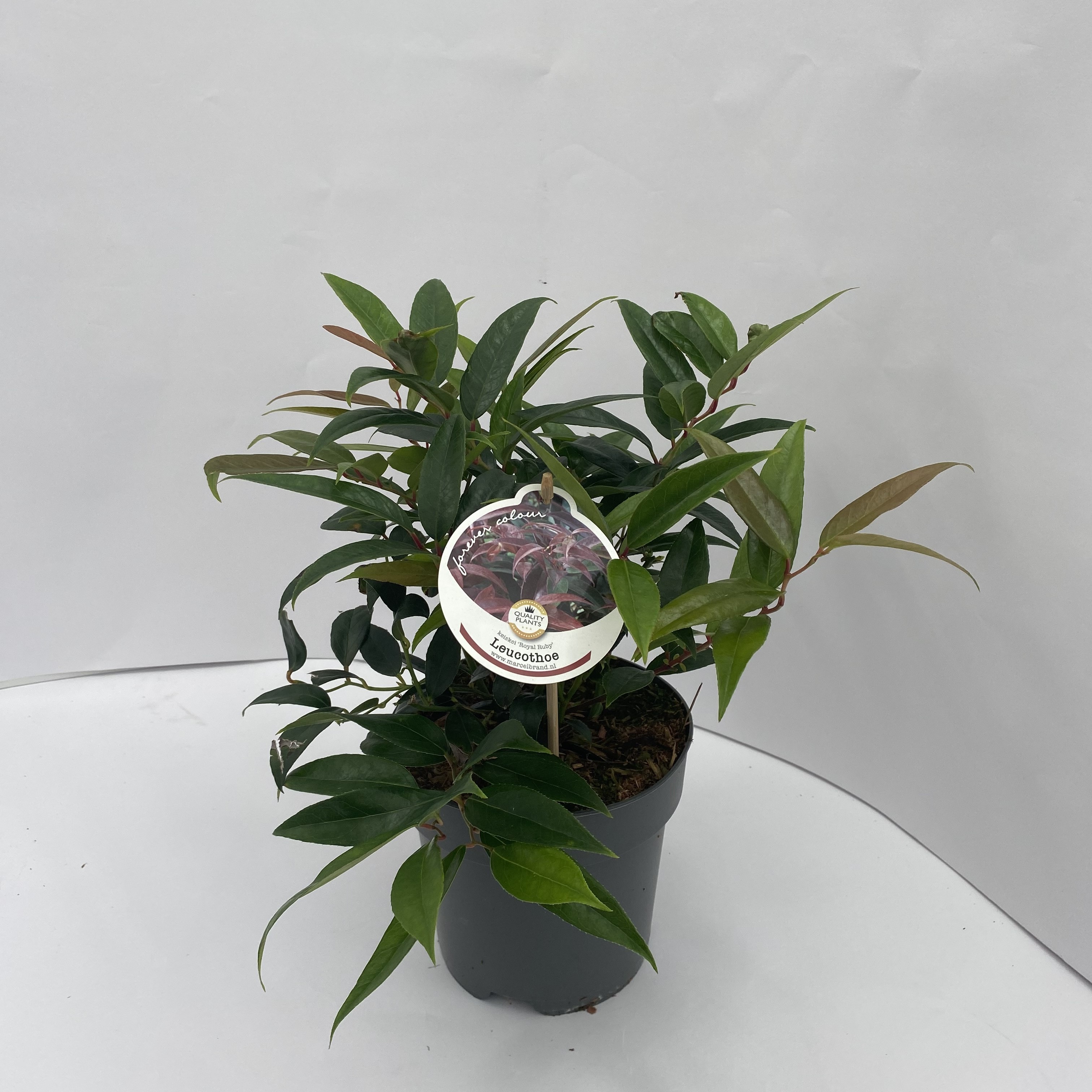 Picture of Leucothoe keiskei Royal Ruby P17 (2 Ltr)