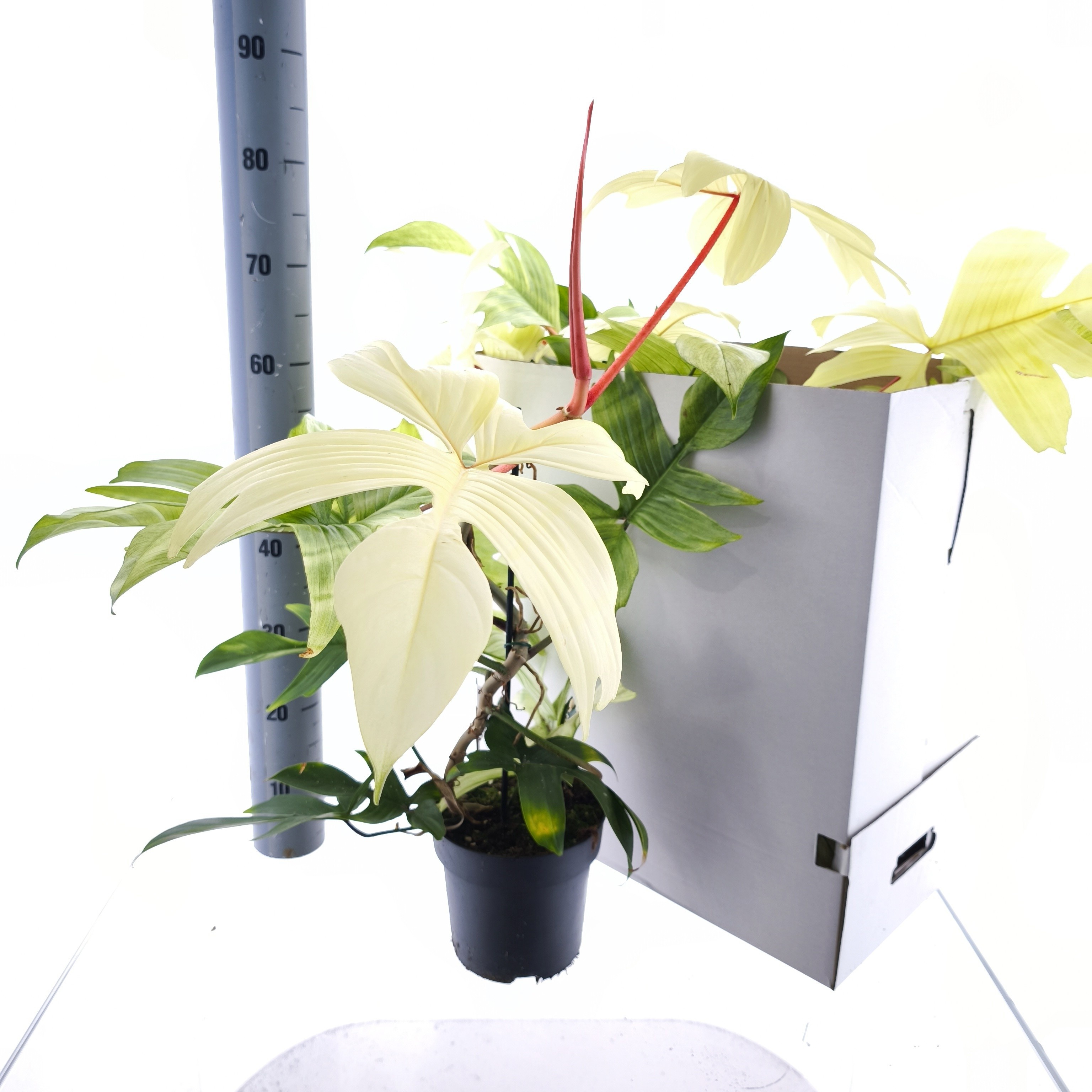 Phil Overig 19Ø 50cm