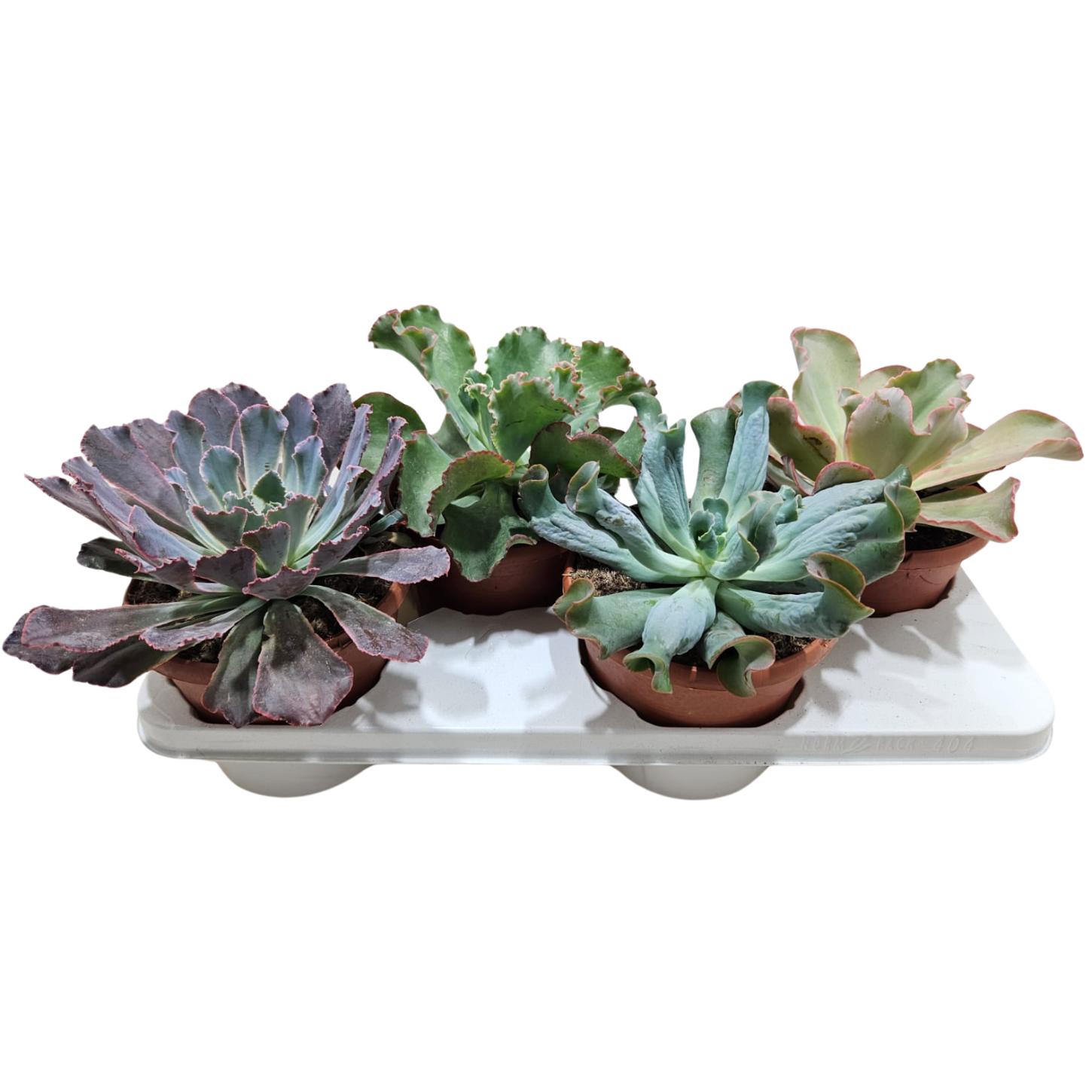 Picture of Echeveria 4 varieties P17 25CM