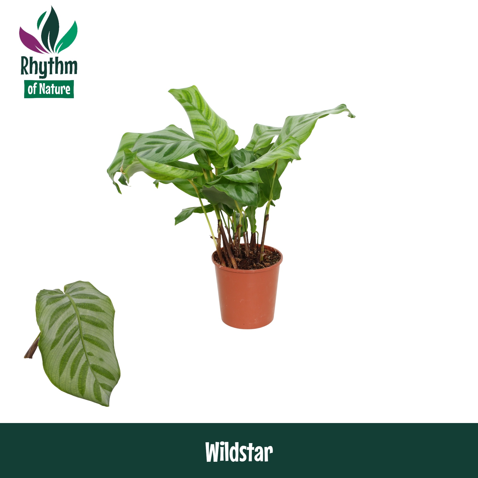 Calathea 12cm Wildstar - Rhythm Of Nature
