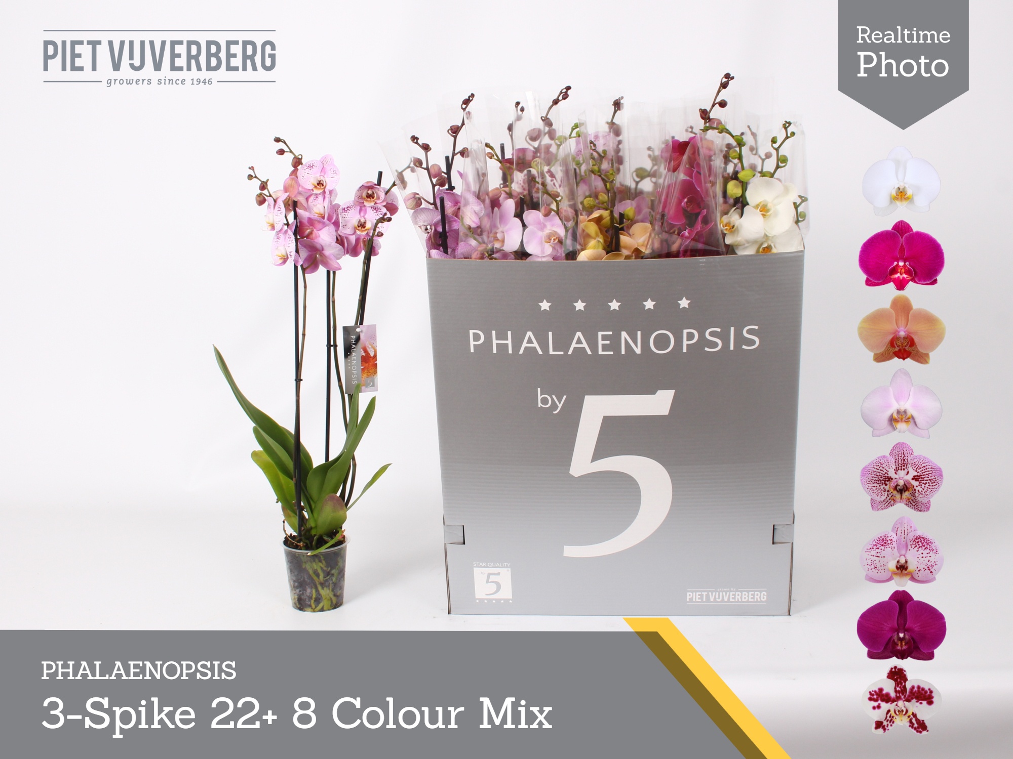 Phal Gem 8 Kl 12P 70H 3TAK 22bloem 23bloei