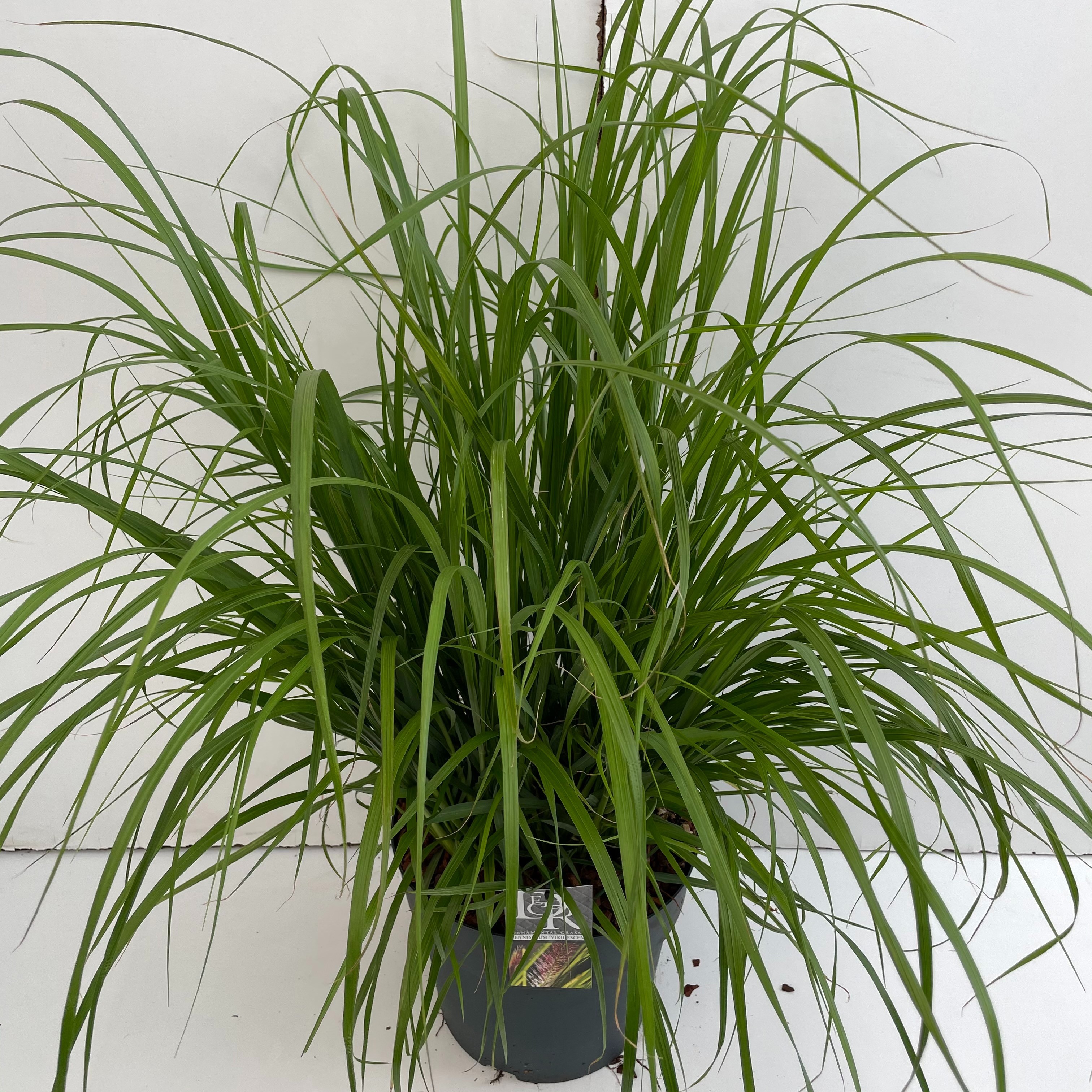 Pennisetum 'Viridescens'