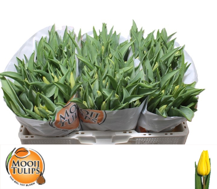 Tulipa Strong Gold 37cm 26gram