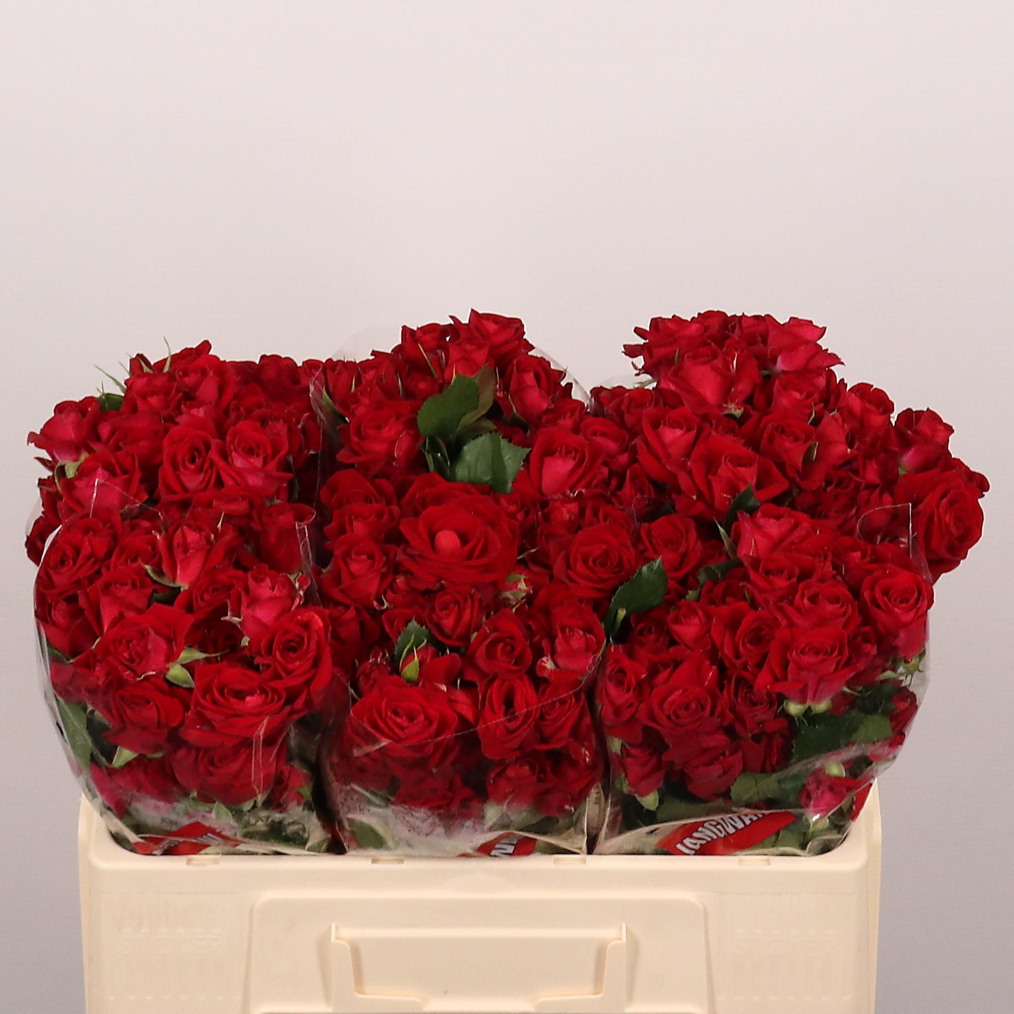 Rosa Spr Dominica 50cm