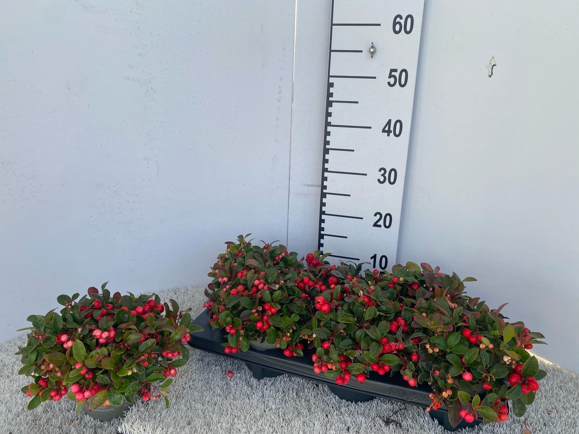 Gaulth Procumbens 13P 18H