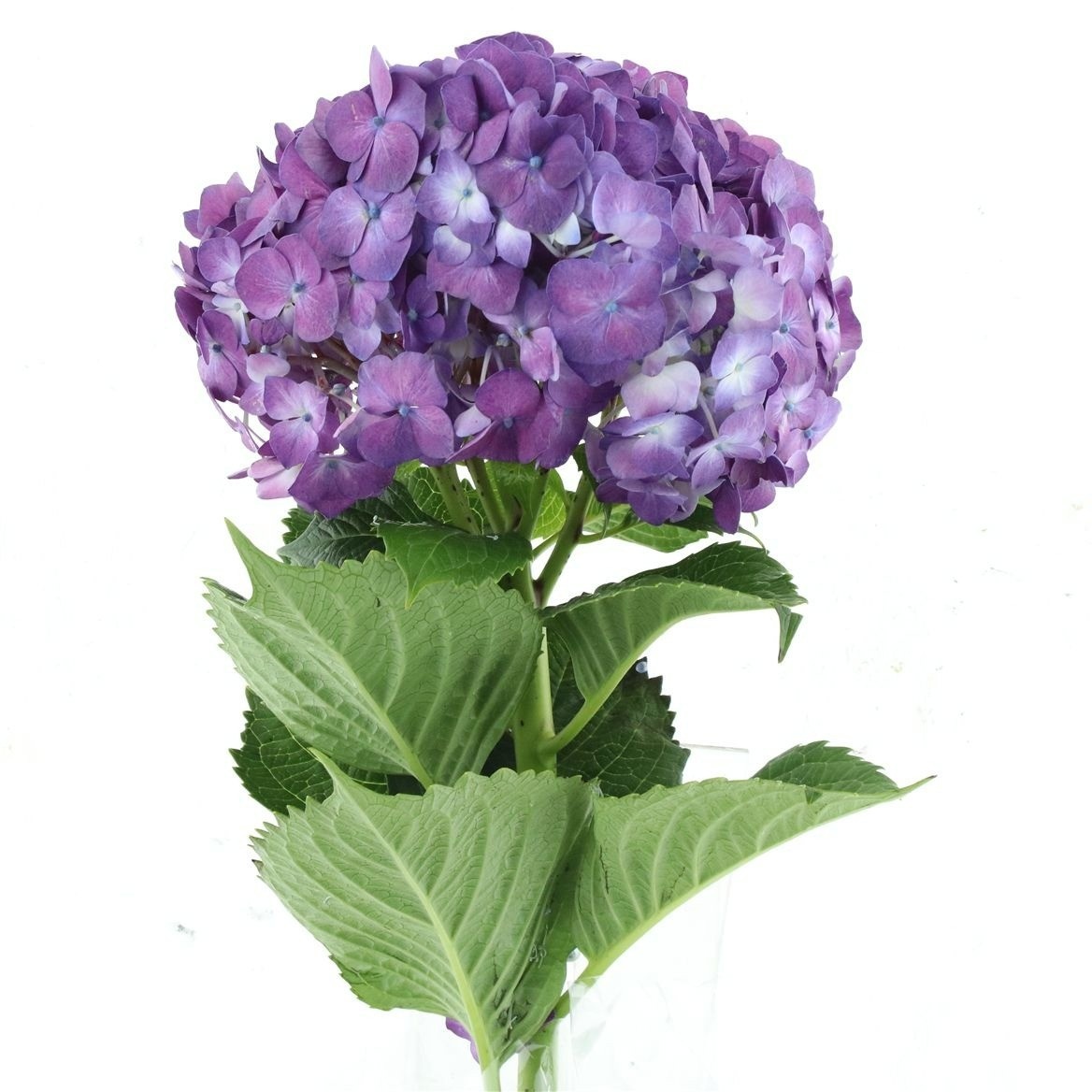 Hydrangea Pompidou 60cm 24Ø