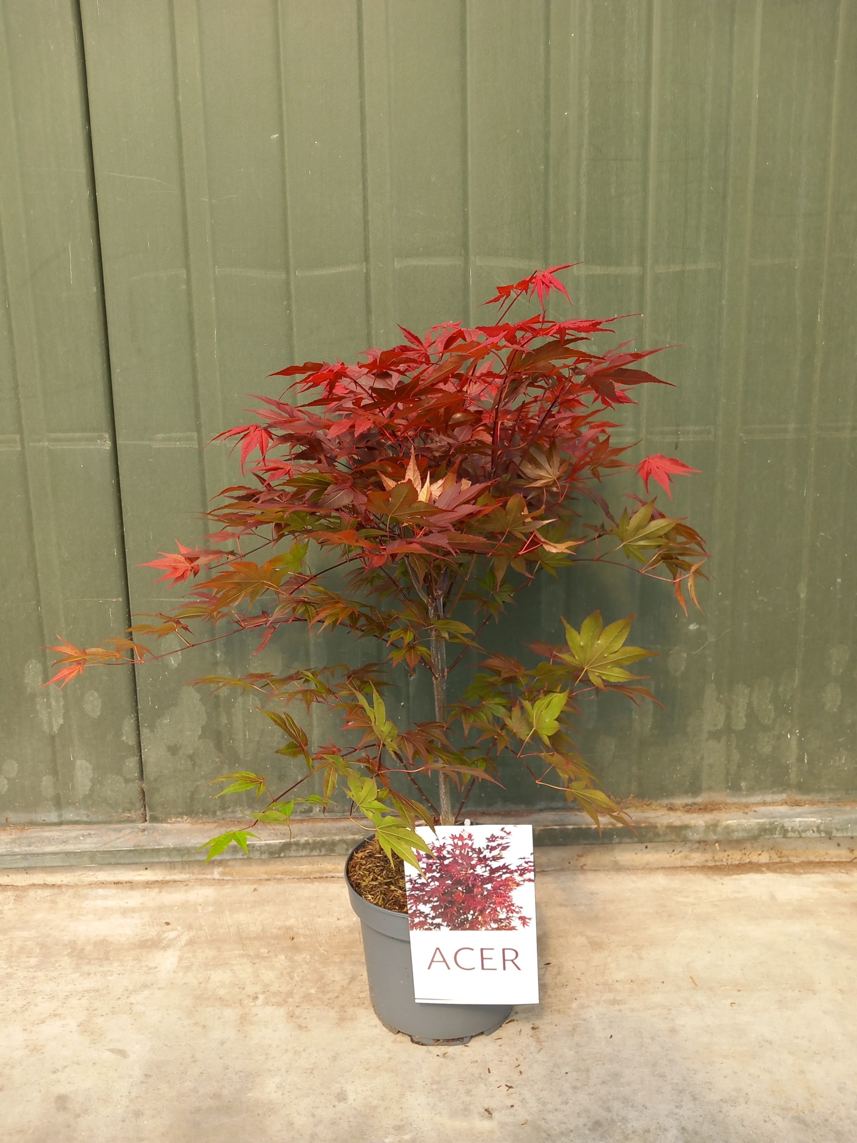 Picture of Acer pal. Atropurpureum