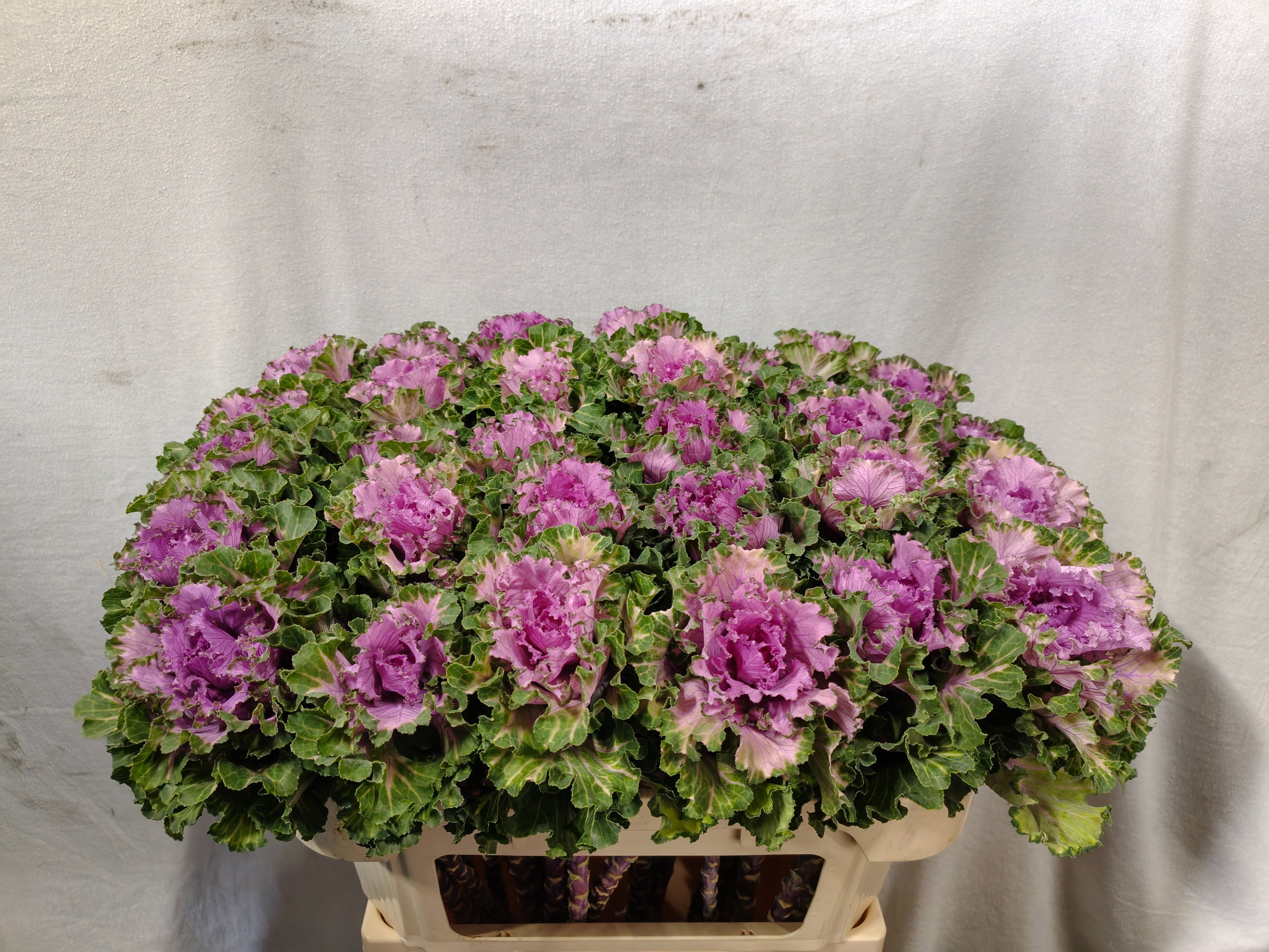 Brassica Bogdana 70cm