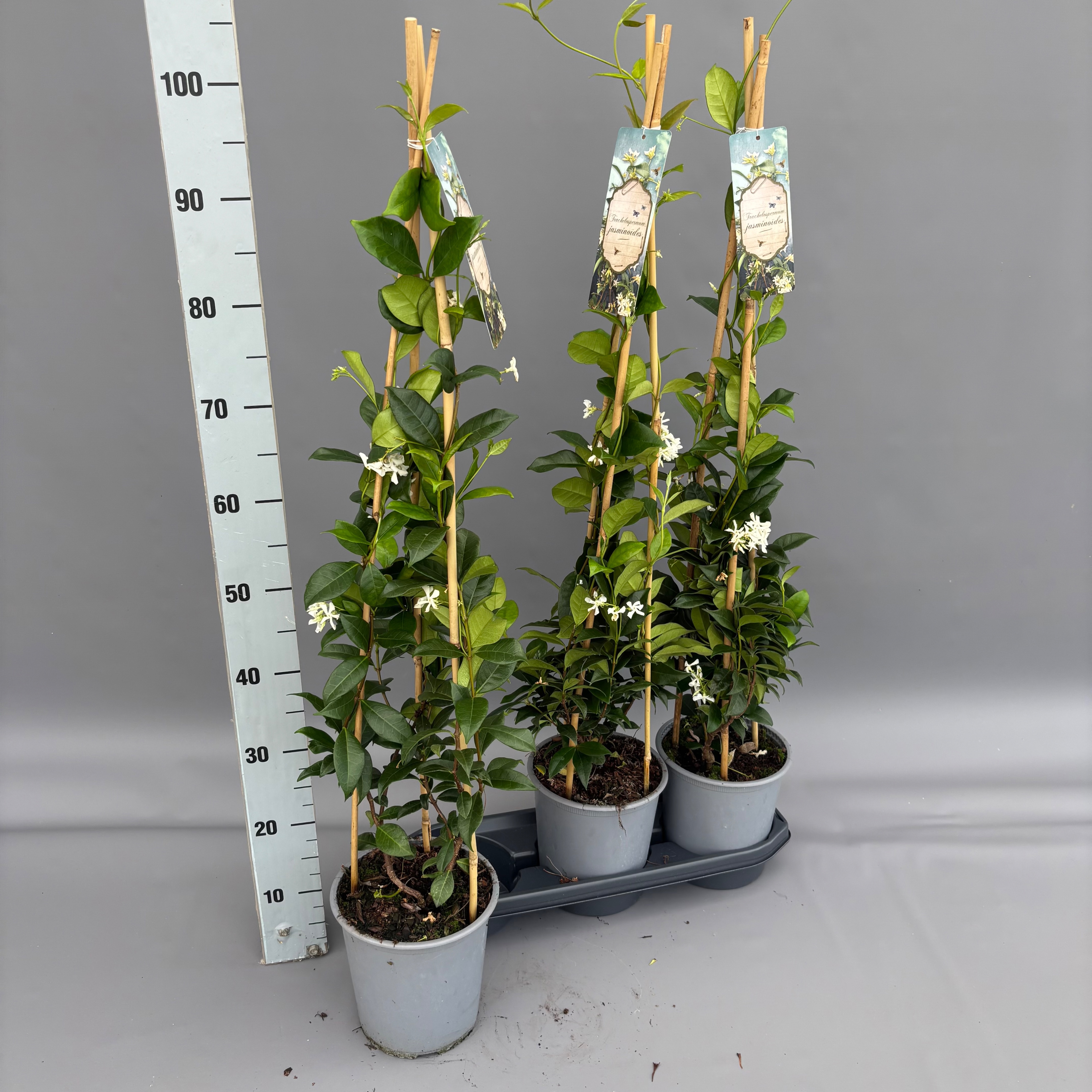Trachelospermum jasminioides - 3 stok
