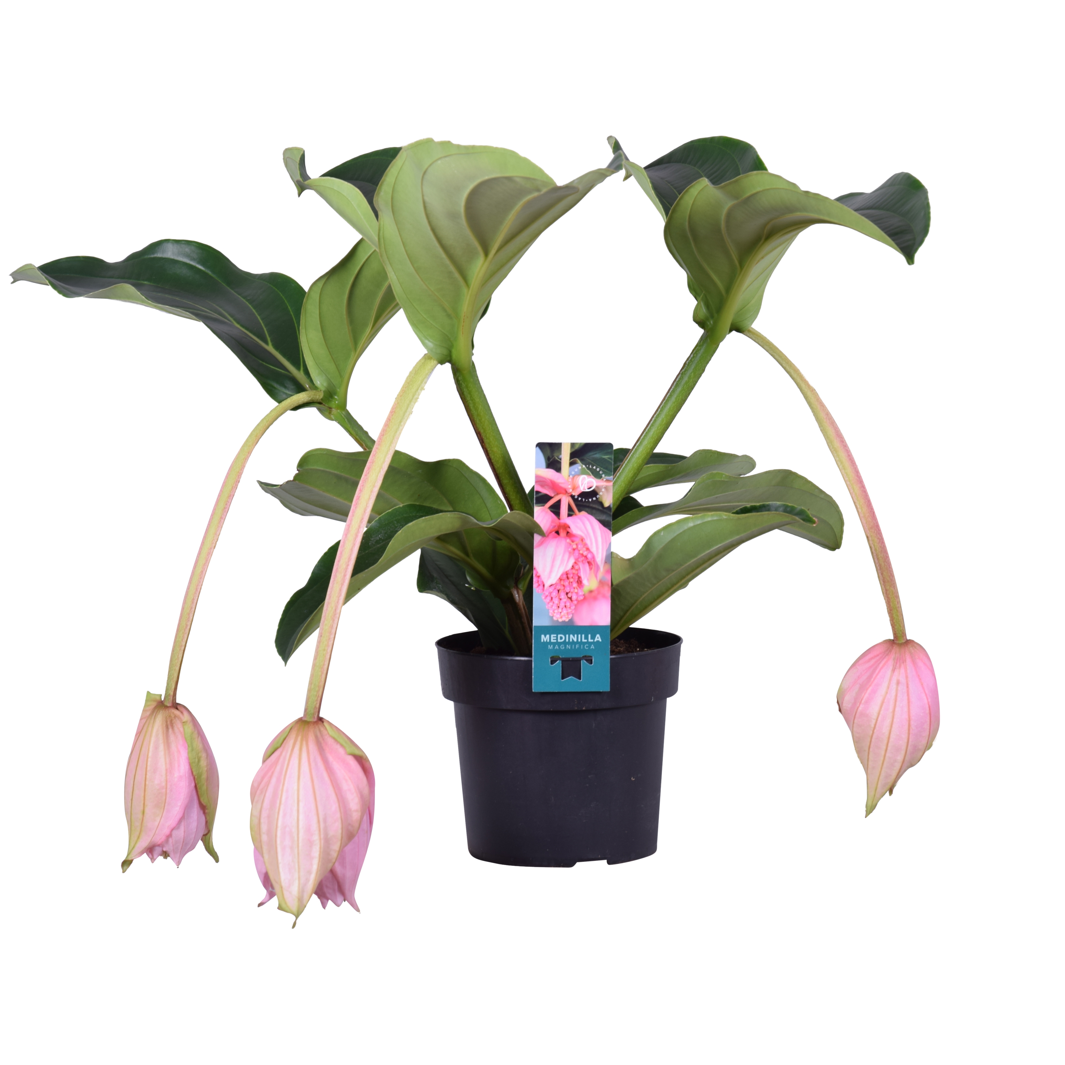 Picture of Medinilla Magnifica 2 etage 3 buds P17 55CM