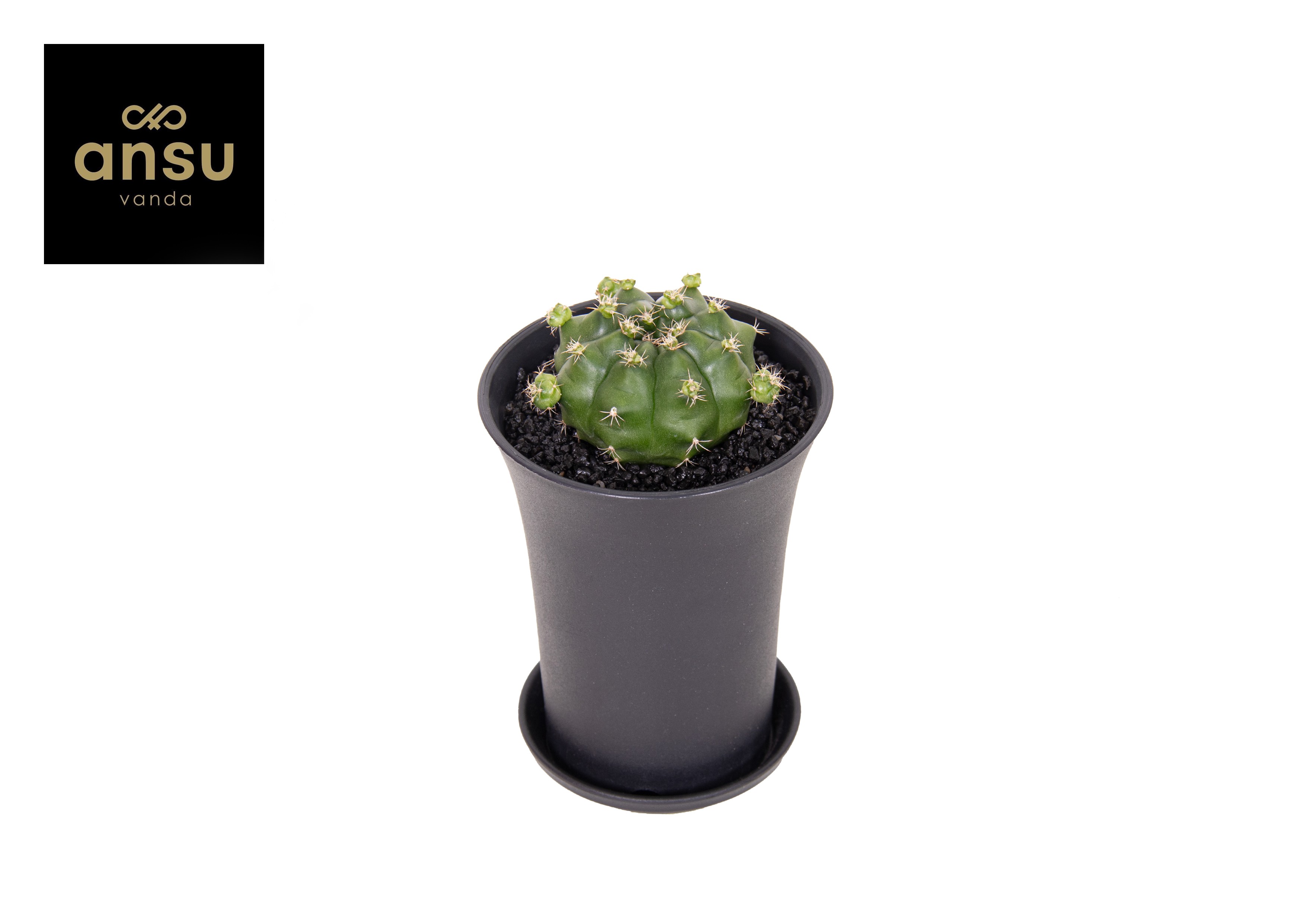 Picture of Gymno Cactus Froggy XL P10 15CM