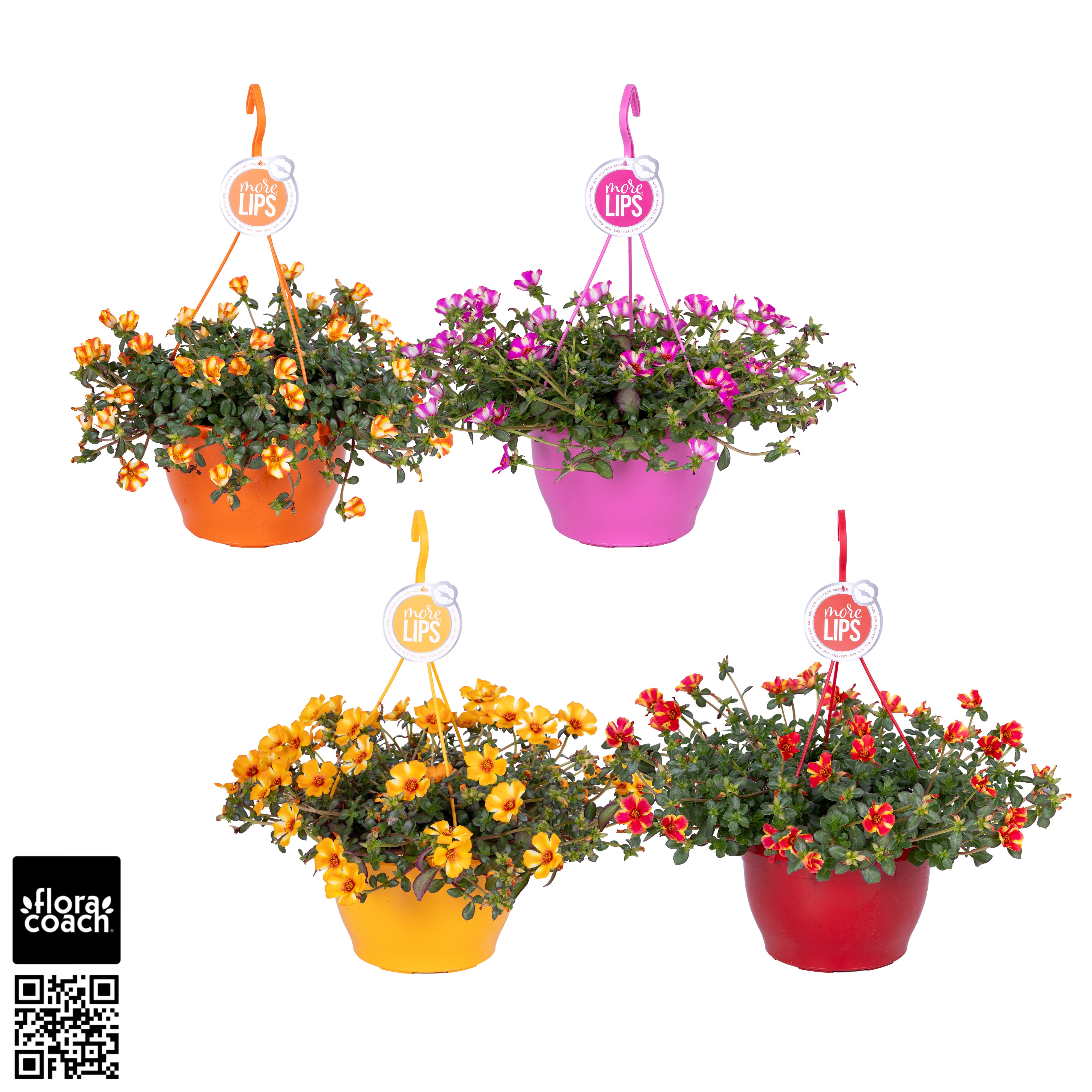 Portulaca MoreLIPS® Portulaca Twist Mix