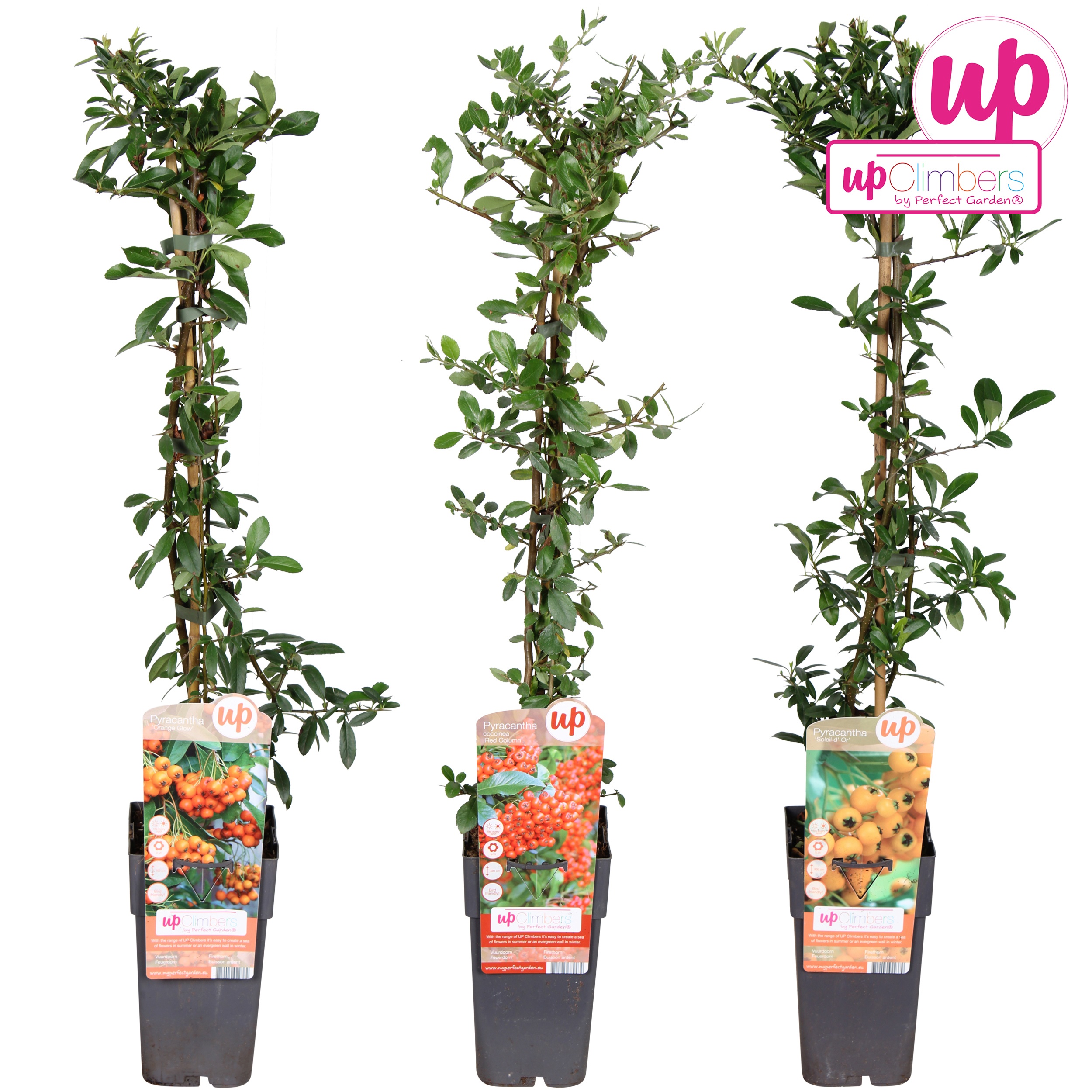 Picture of Pyracantha mix shelve P15