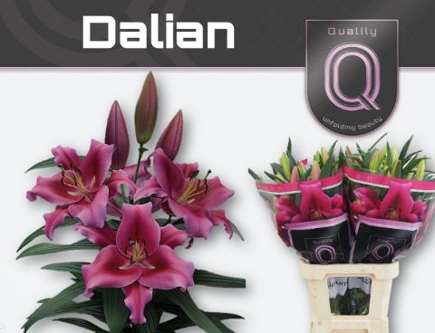 Li Ot Dalian