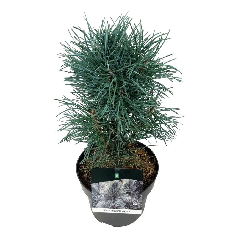 Picture of Pinus sylv. 'Fastigiata'