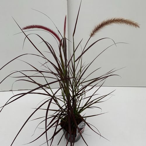 Pennisetum 'Rubrum' p17 Cammeraat
