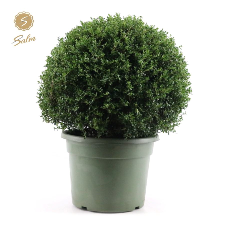 Picture of Ilex crenata Ball Ø60cm P40