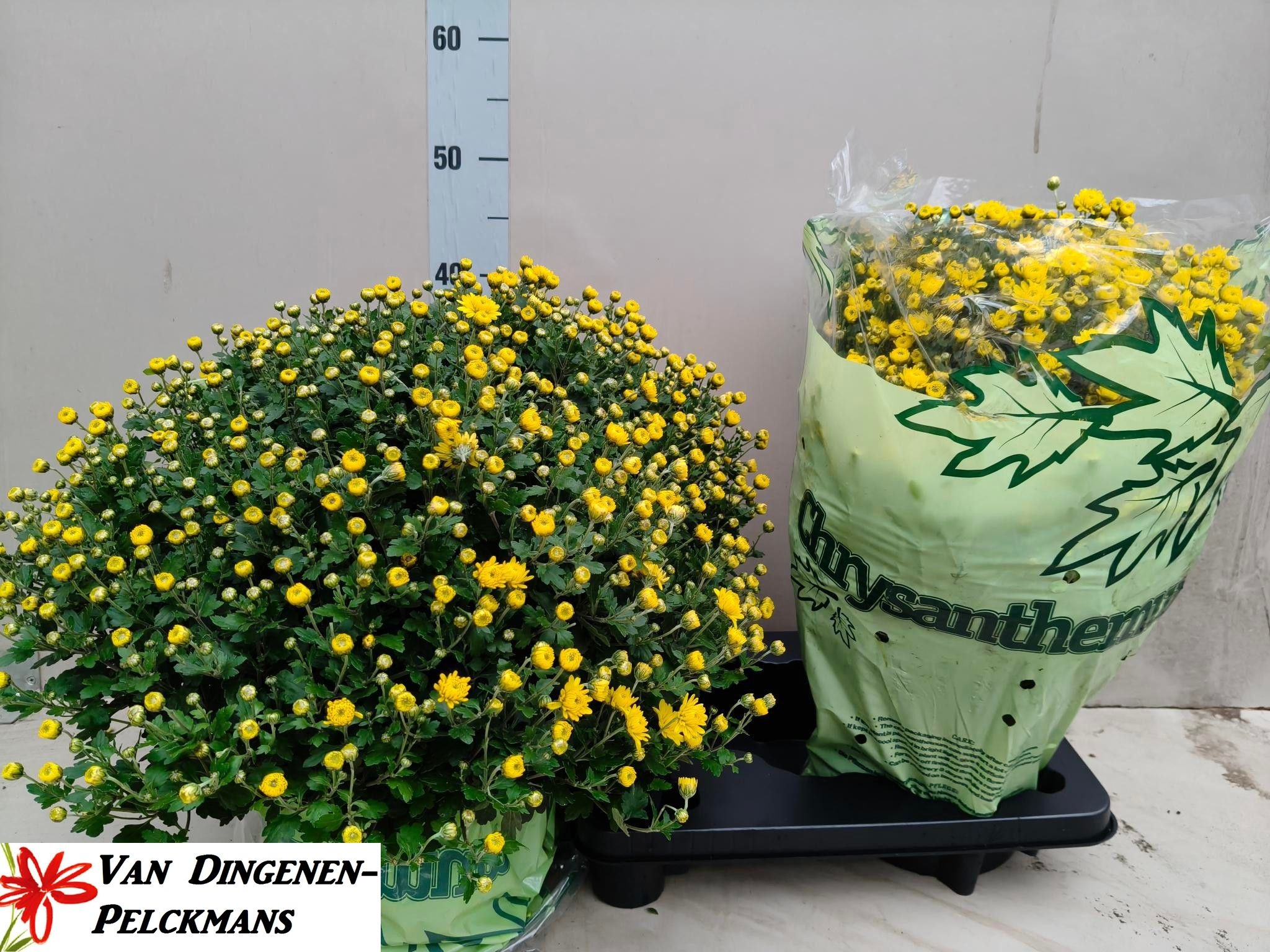 Chrys Gr Jas D Yello 19P 45H 22bloei