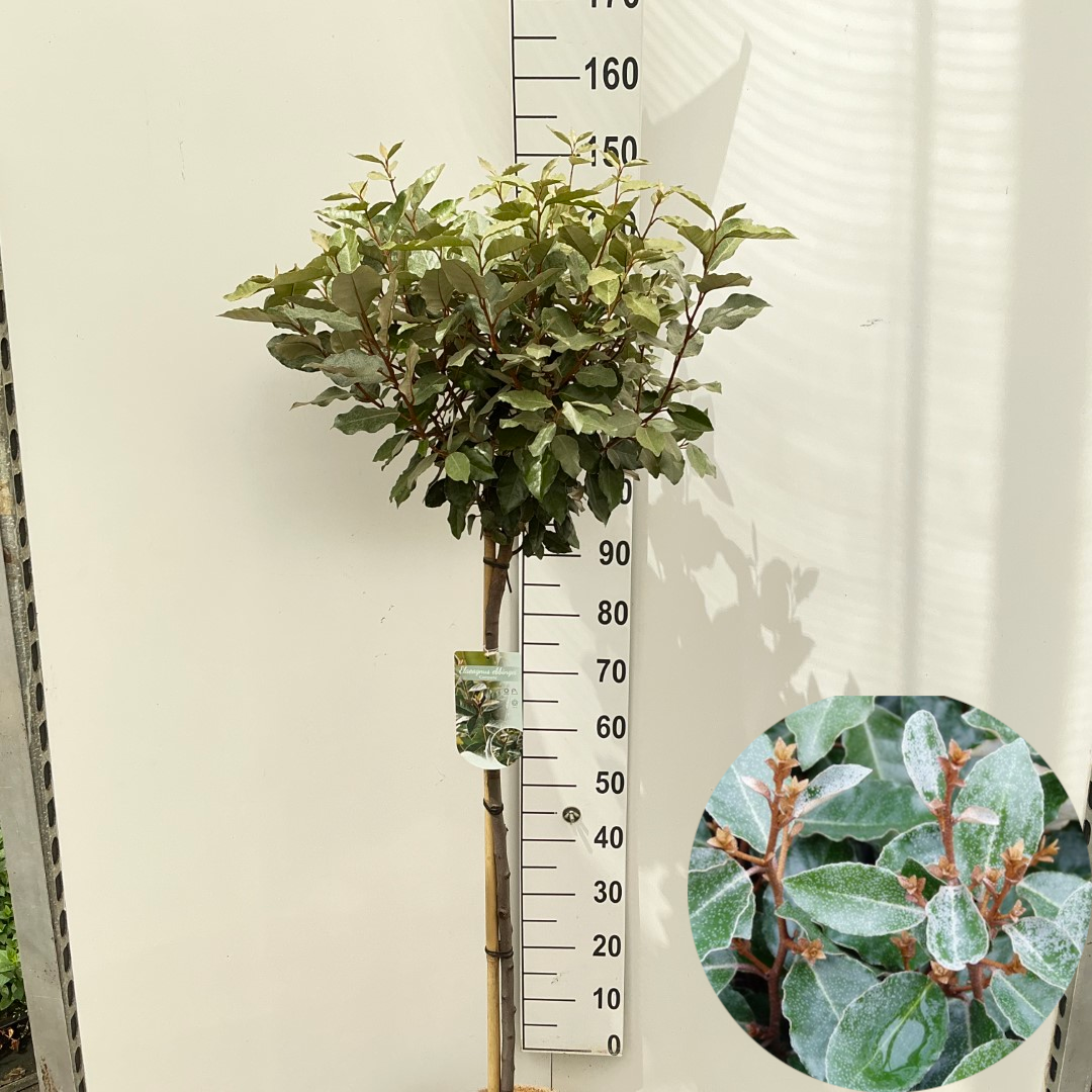 Elaeagnus ebbingei 'Compacta' stam
