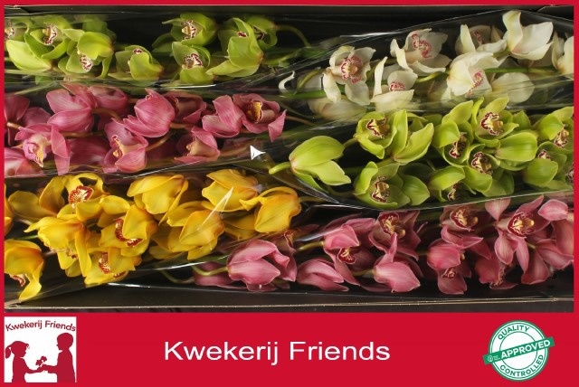 Cymbidium Asst 13bl