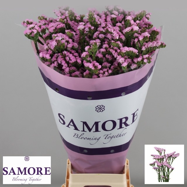 Limonium St Rosa Sunbirds 70cm 44gram