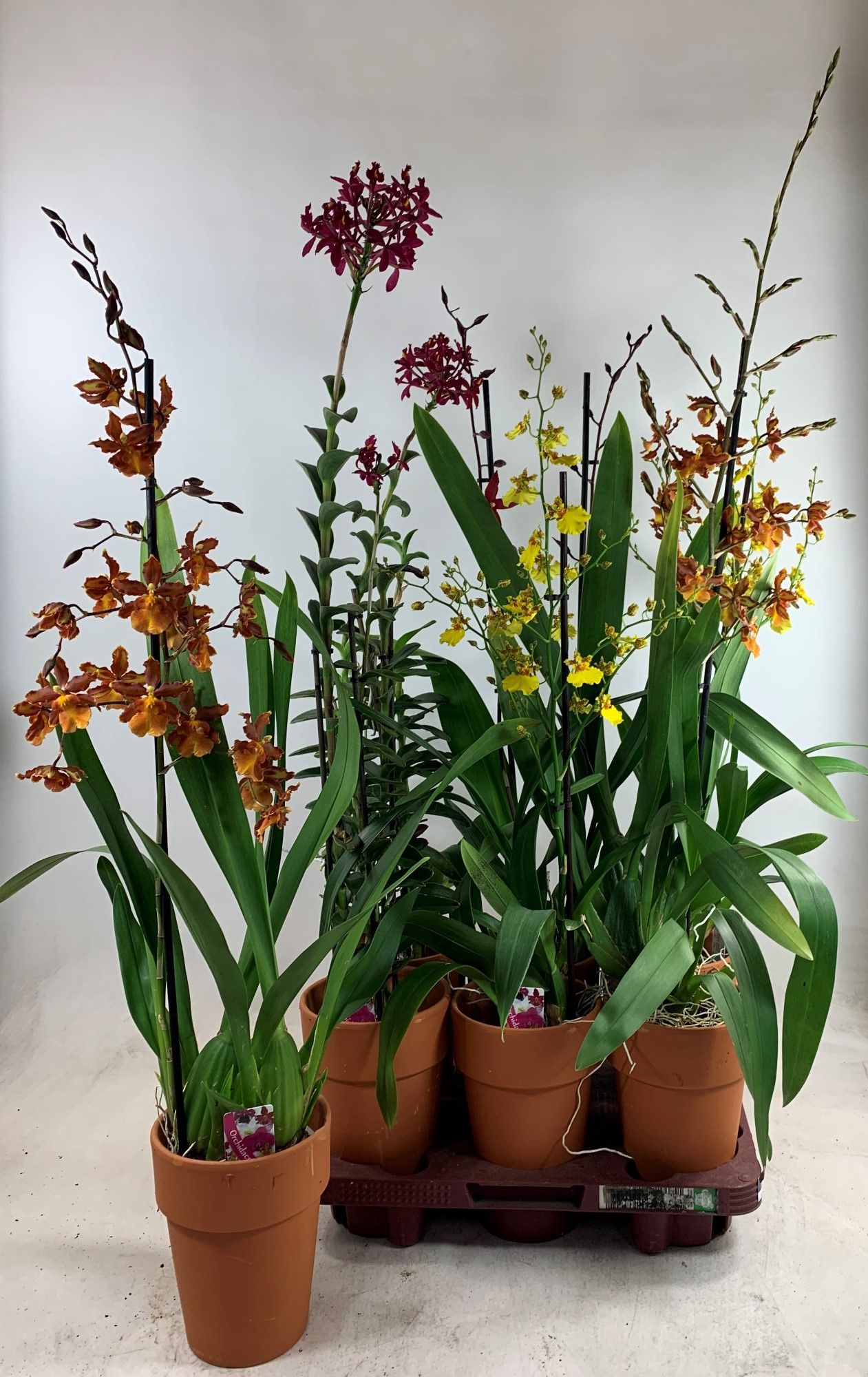 Orchideeen Gemengd