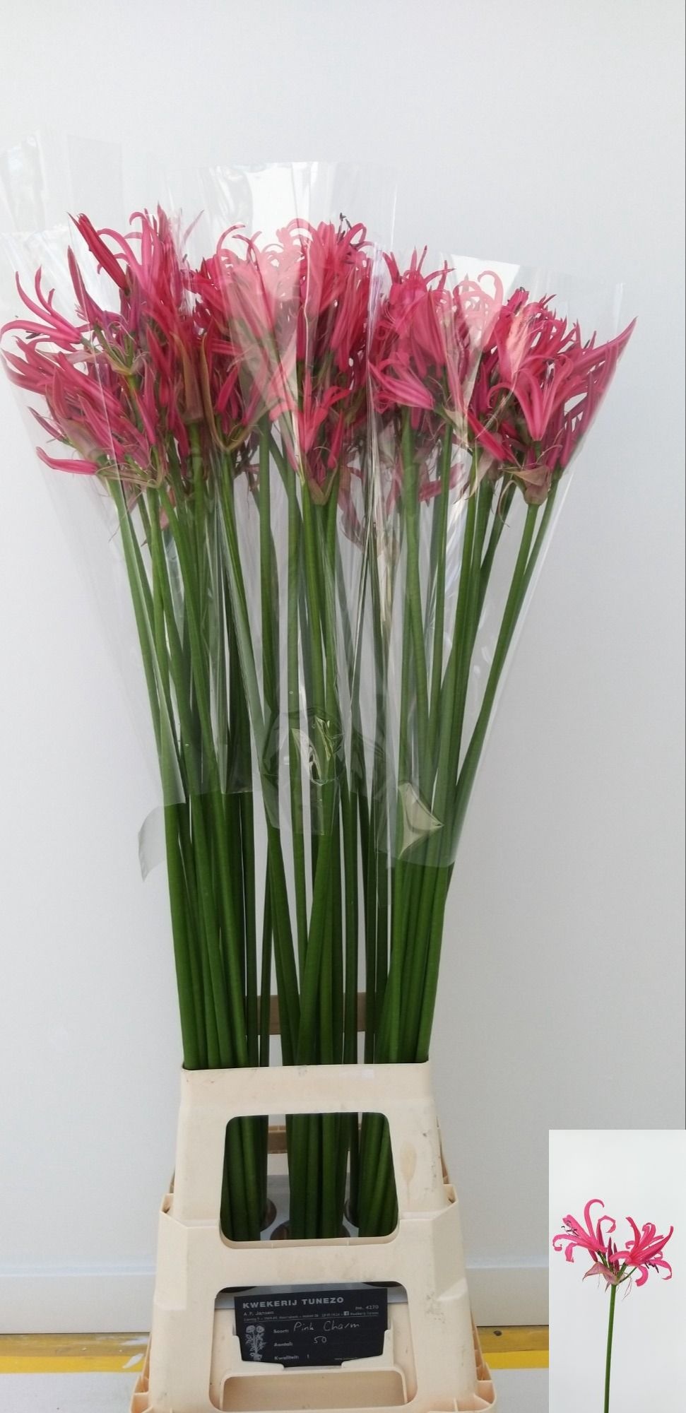 Ne Bo El Pink Charm 80cm