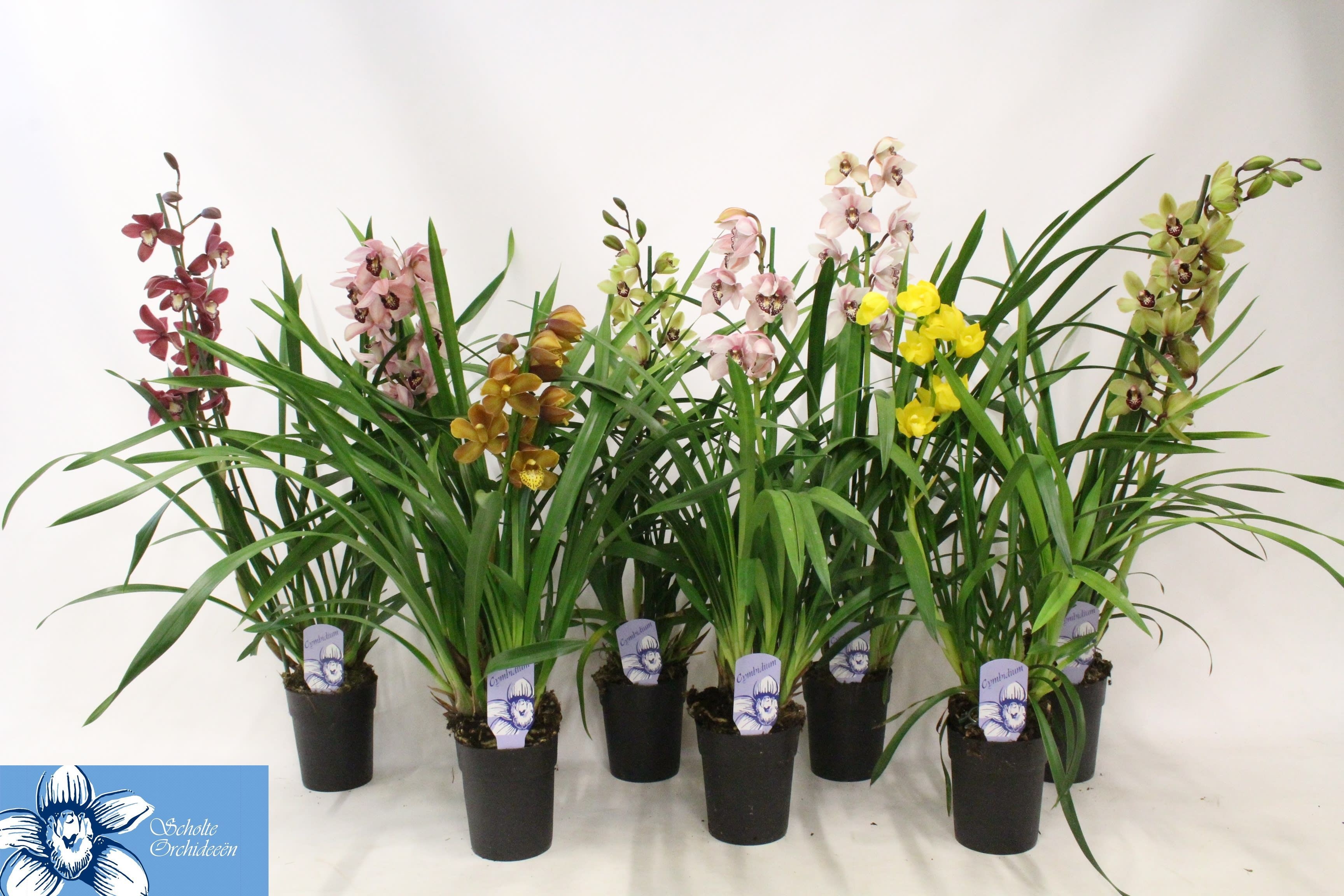 Cymbidium Asst Sp Orchids