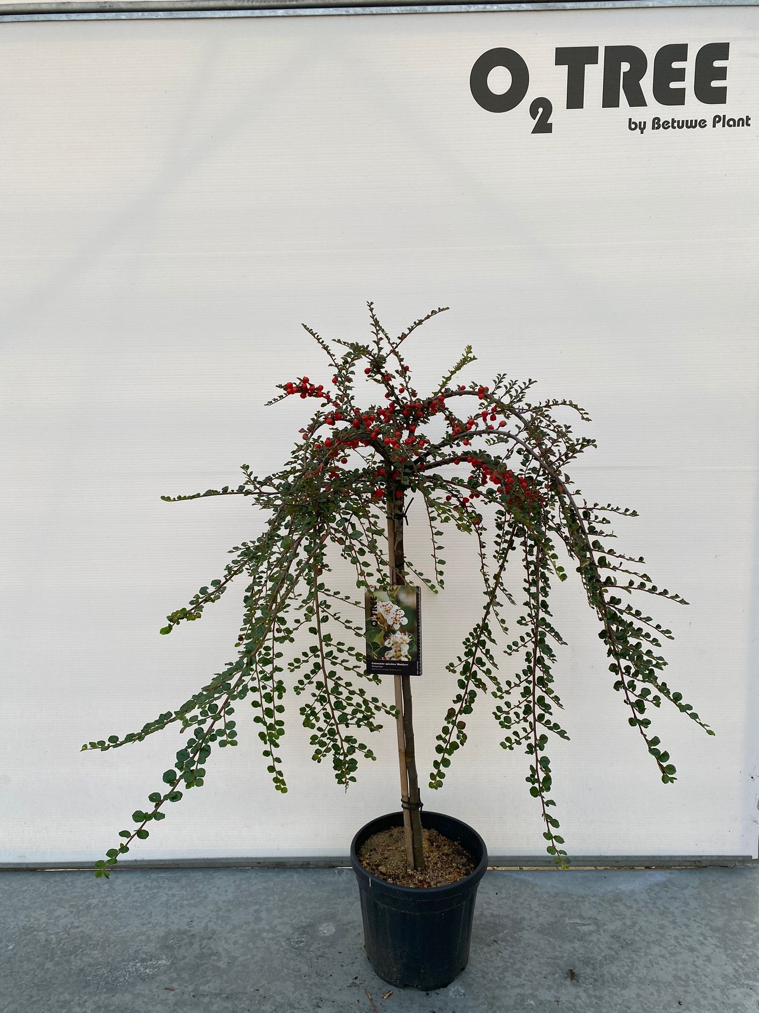 Cotoneaster apiculatus 'Blackburn' halfstam