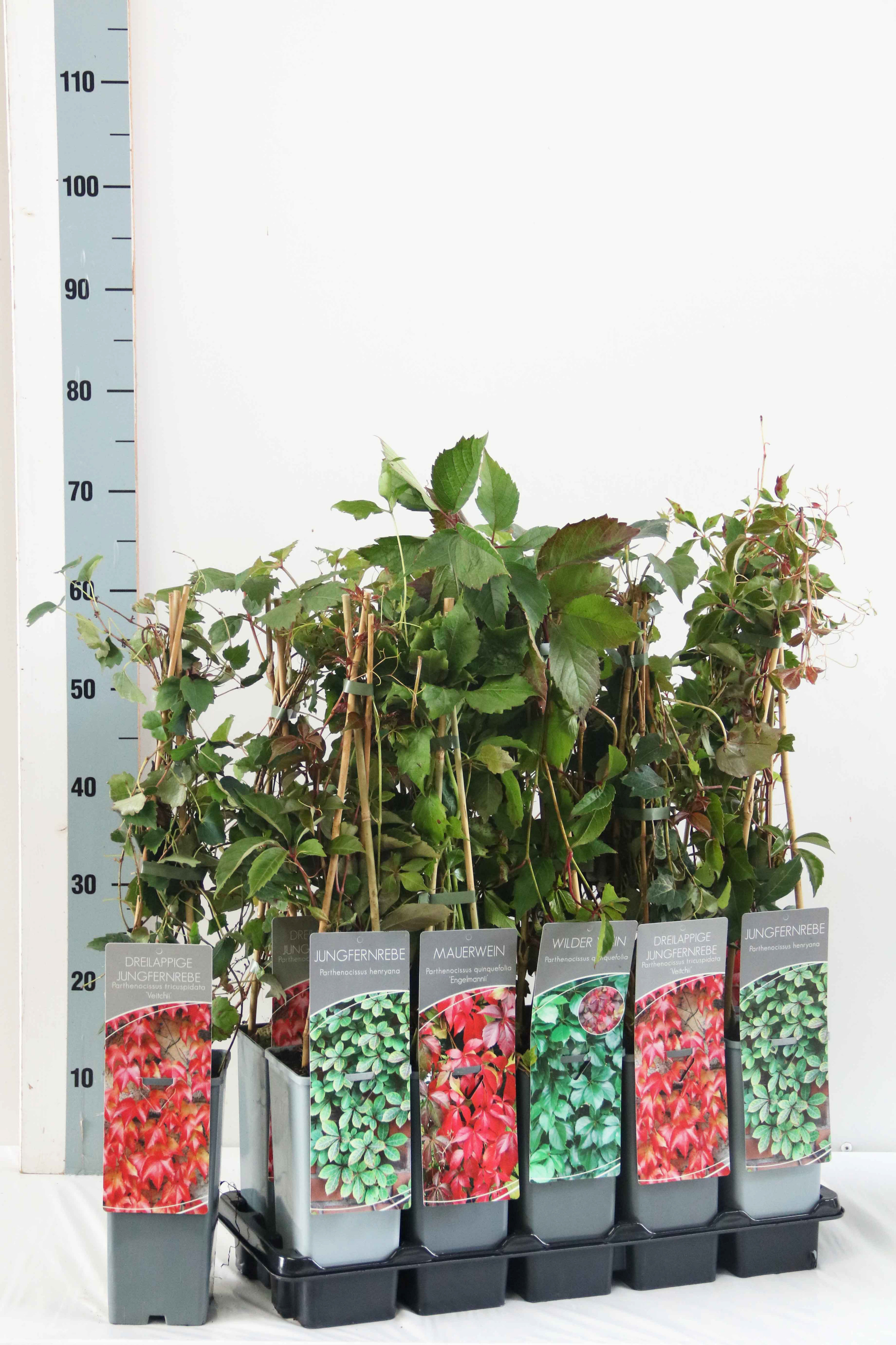Parthenocissus quinquefolia in varieties