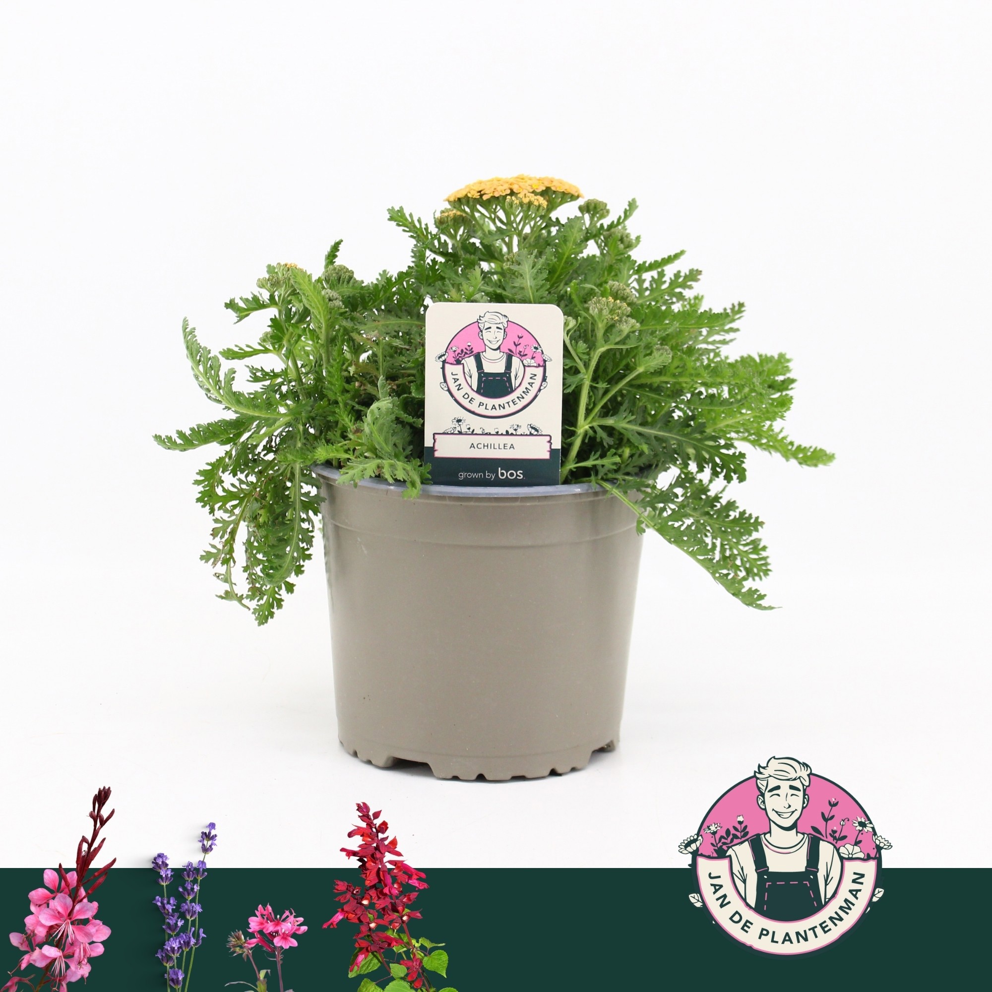 Achillea Mill Milly Rock Yellow