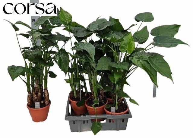 Alocasia cucullata - Alocasia