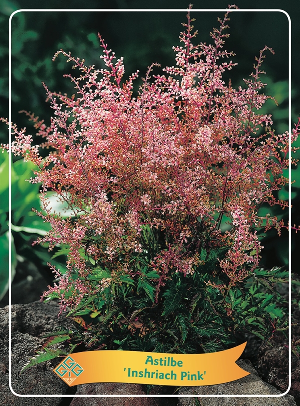 Picture of Astilbe mix 6x10 srt. per shelve P11