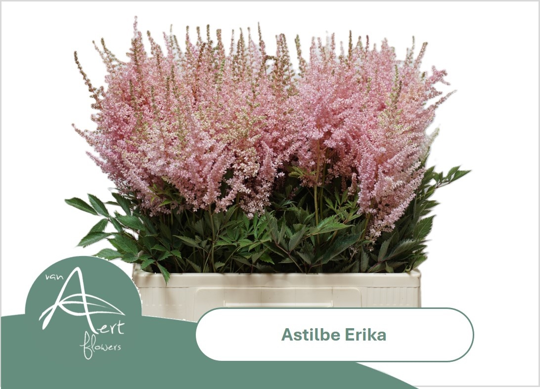 Astil Ar Erika