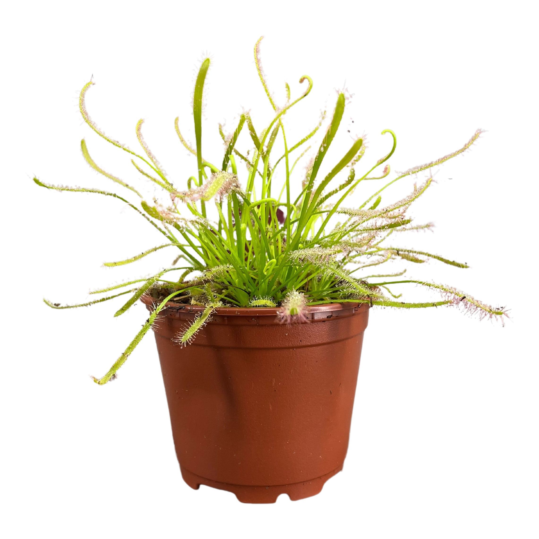 Drosera 508P 13H
