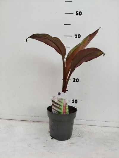 Ensete ventricosum Maurelli PL