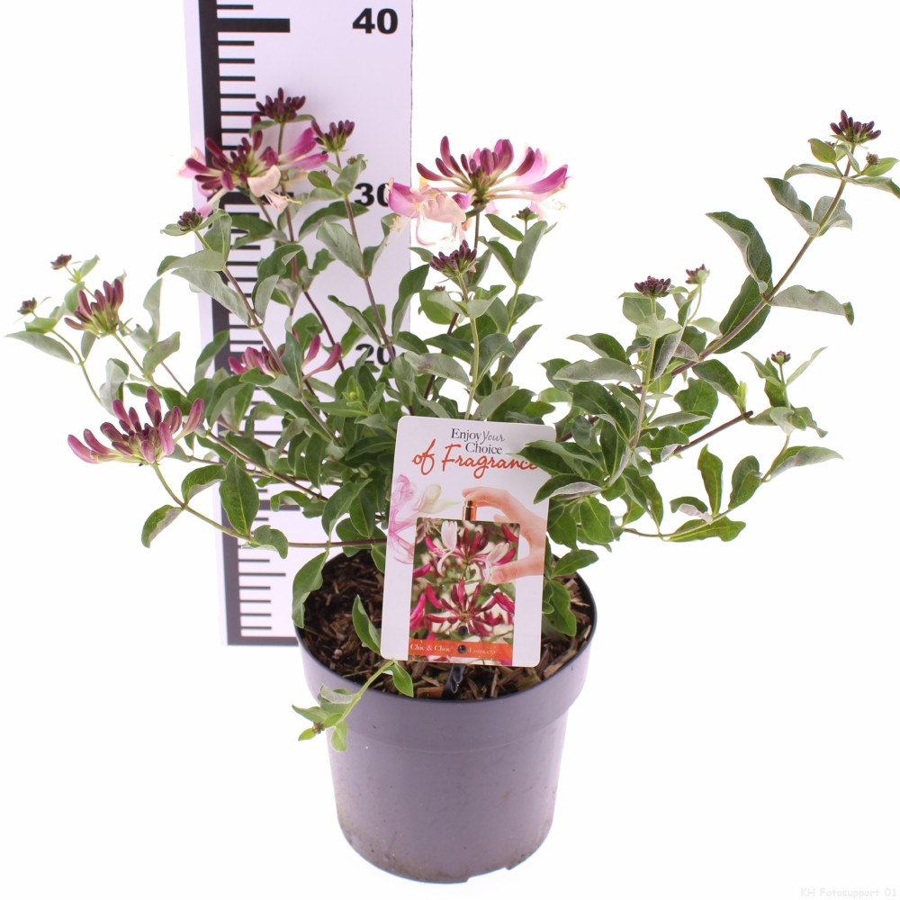 Picture of Lonicera periclymenum Chic and Choc P17 (2 Ltr)