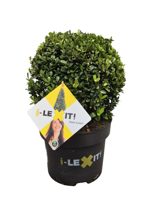 Dark Green' bol 25cm p23 Ilex