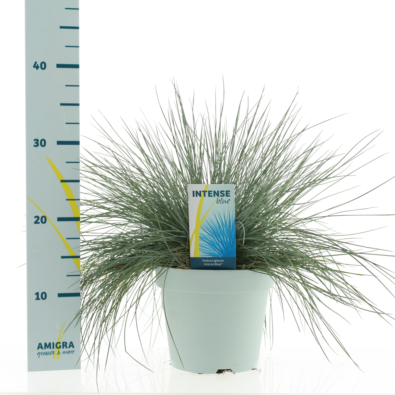 Picture of Festuca glauca Intense Blue® P17 (2 Ltr)