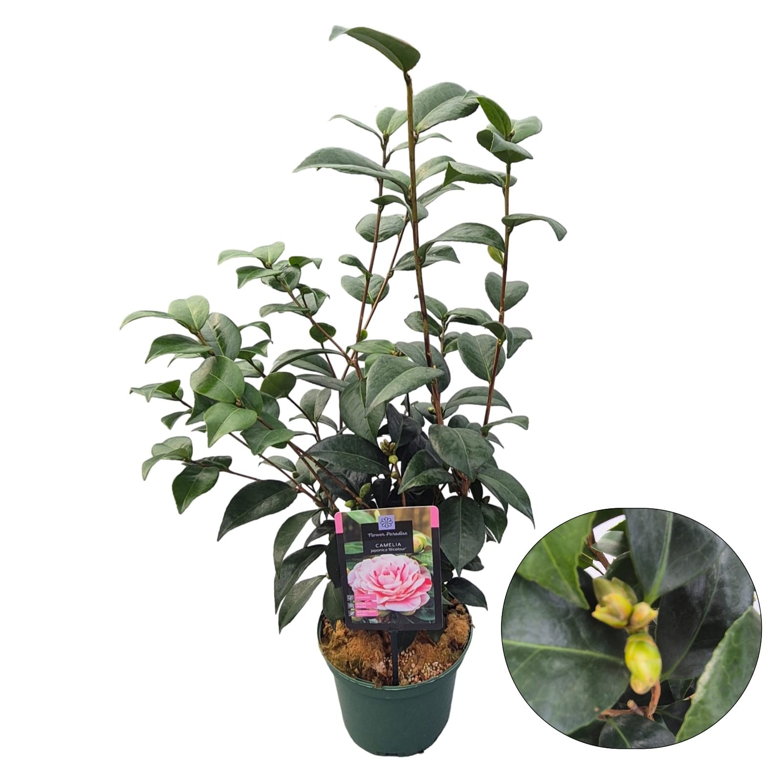 Camellia jap. 'Bicolour'