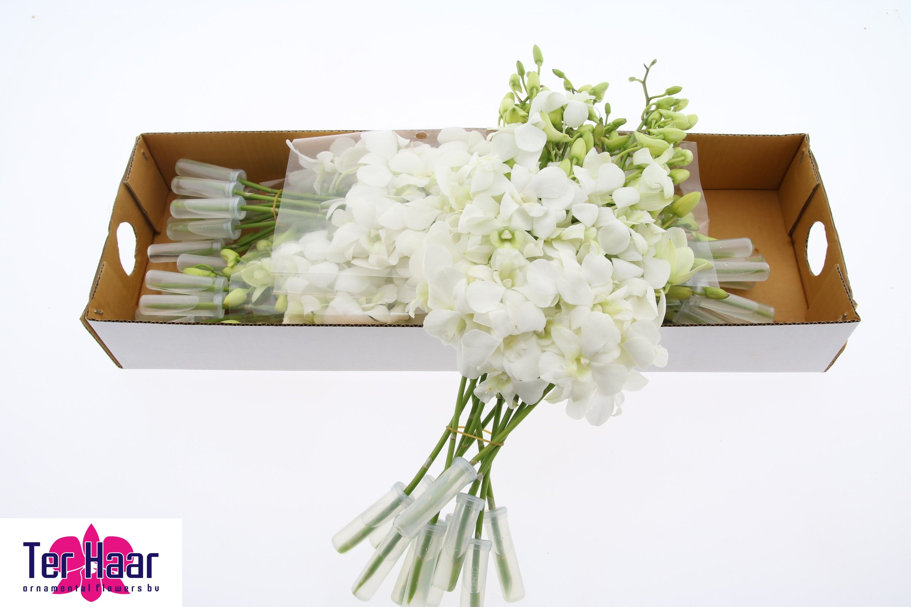 Dendrobium M Pomp White 45cm