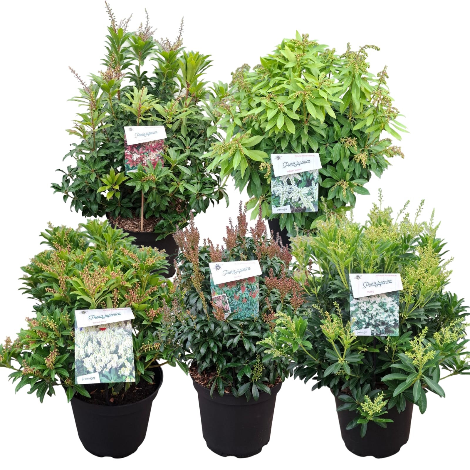 Picture of Pieris japonica Mix Trolley