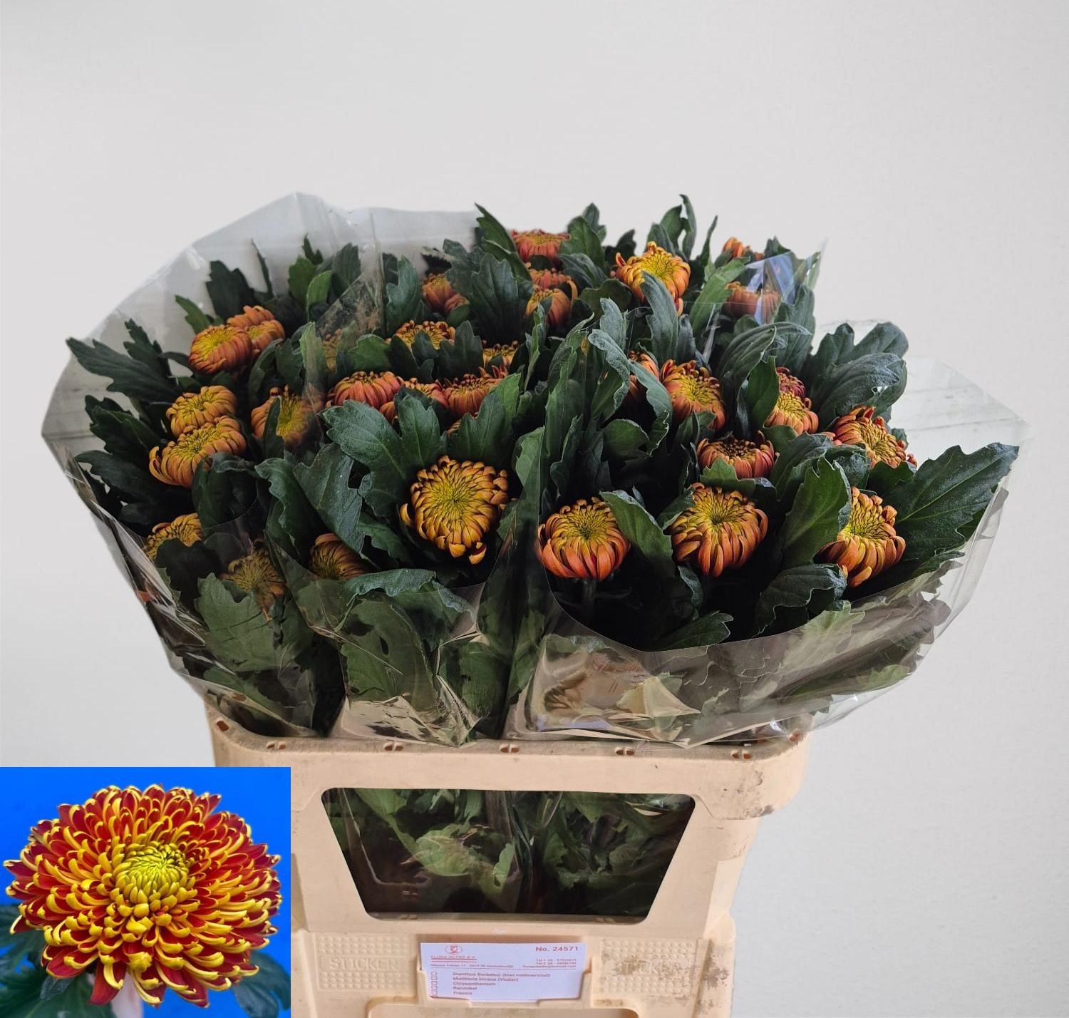 Chrys Single Fuego 80cm 100gram