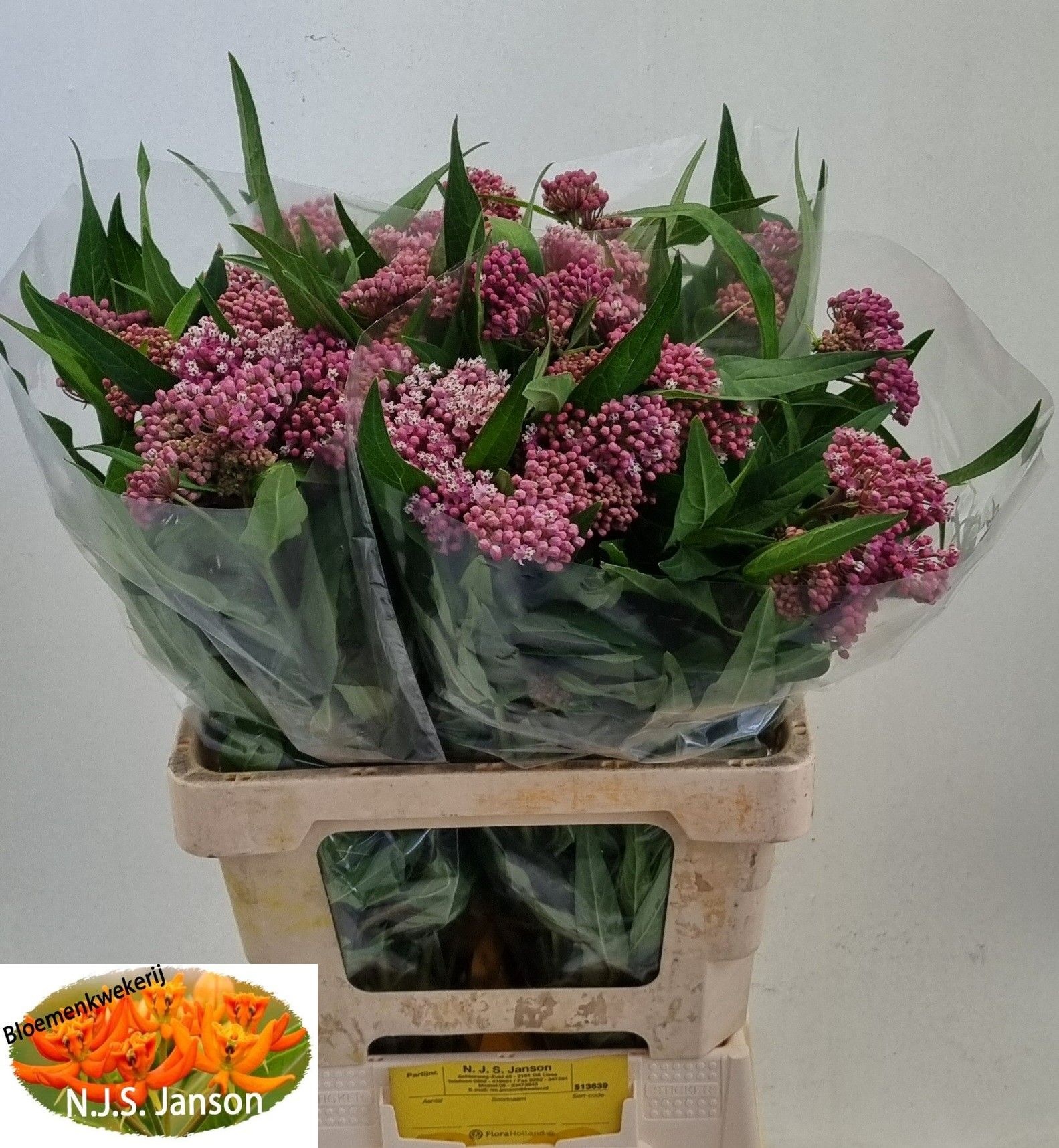 Asclepias In Soulmate 60cm