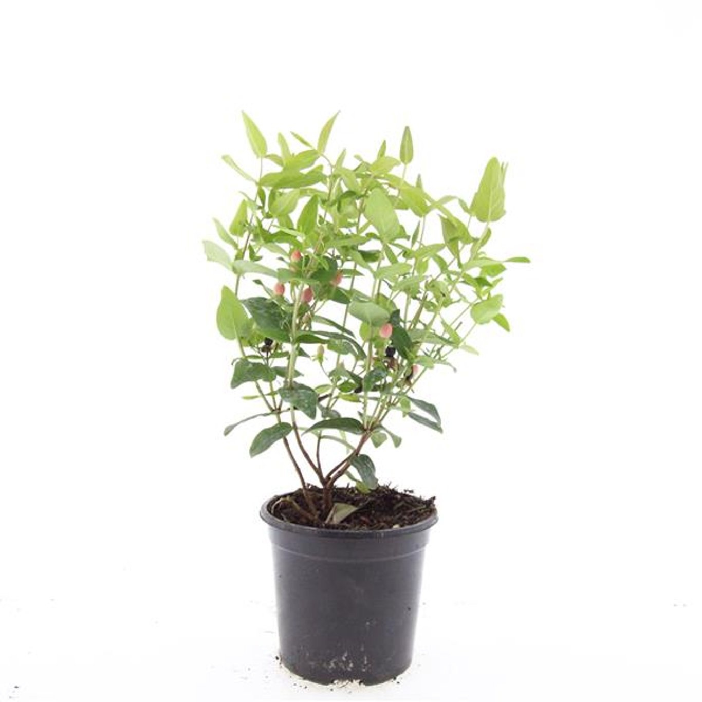 Hypericum inodorum 'Orange Flair'