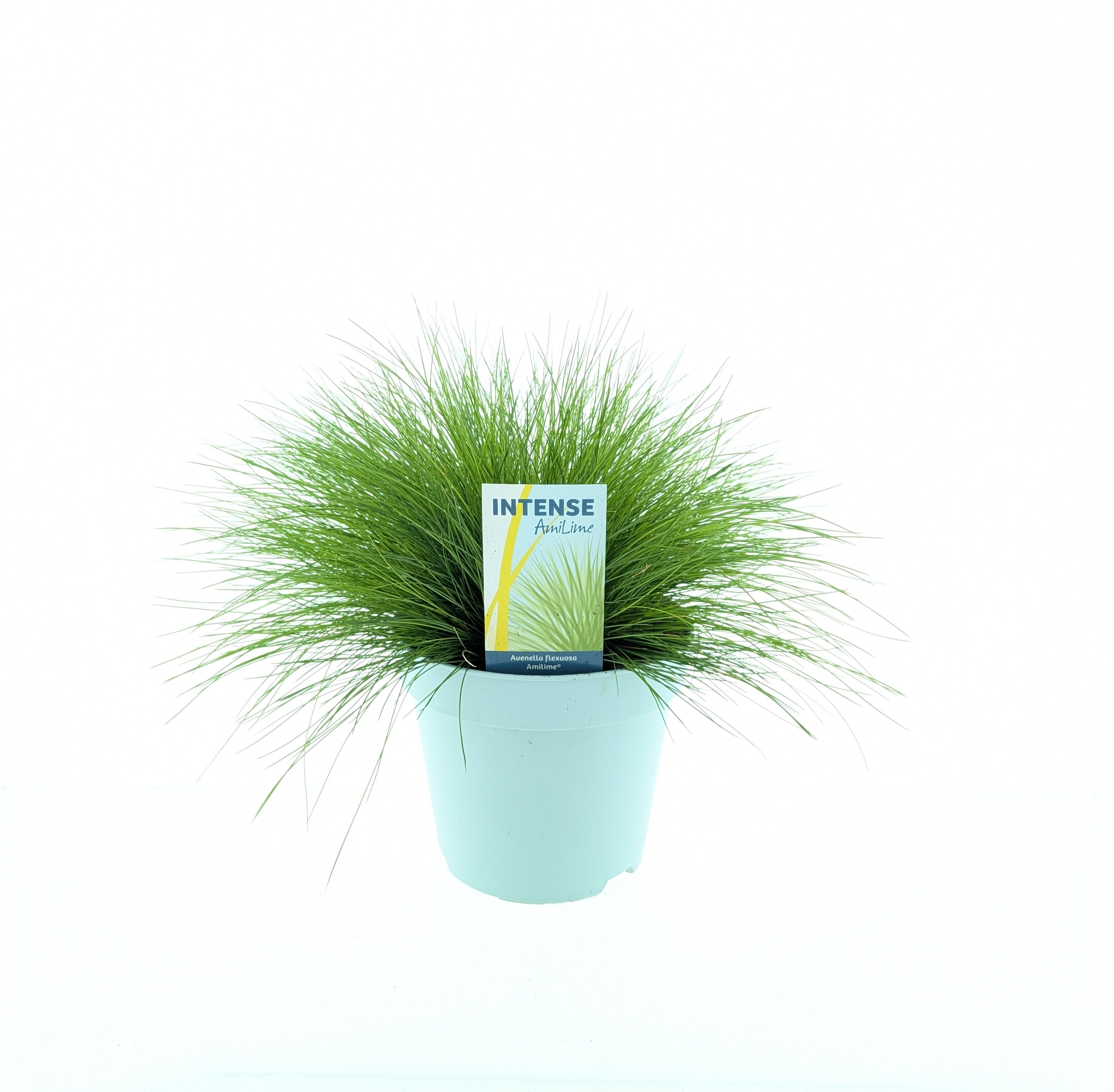 Picture of Deschampsia flexuosa AmiLime®